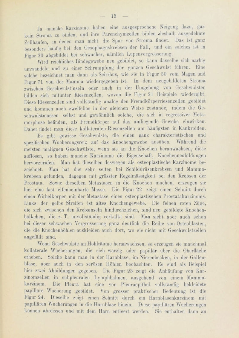Ja manche Karzinome liabon eine ausgesprochene Neigung dazu, gar kein Stroma zu bilden, und ihre Parenehymzellen bilden .deshalb ausgedehnte Zellhaufen, in denen man nicht die Spur von Stroma lindet. Das ist ganz besonders häufig bei den Oesoi»haguskrebsen der Fall, und ein solches ist in Fio^ur 20 abgebildet bei schwacher, nämlich Lupenvergrösserung. Wird reichliches Bindegewebe neu gebildet, so kann dasselbe sich narbig iimwandeln und zu einer Schrumpfung der ganzen Geschwulst führen. Fine solche bezeichnet man dann als Scirrhus, wie sie in Figur 50 vom Magen und Figur 71 von der Mamma wiedergegeben ist. In dem neugebildeten Stroma zwischen tleschwulstinseln oder auch in der Umgebung von Geschwülsten bilden sich mitunter Riesenzellen, wovon die Figur 21 Beispiele wiedergibt. Diese Riesenzellen sind volkständig analog den Fremdkörperriesenzellen gebildet und kommen auch zweifellos in der gleichen Weise zustande, indem die Ge- schwulstmassen selbst und gewöhnlich solche, die sich in regressiver Meta- morphose befinden, als Fremdkörper auf das umliegende Gewebe einwirken. Daher lindet man diese kollateralen Riesenzellen am häufigsten in Kankroiden. Fs gibt gewisse Geschwülste, die einen ganz charakteristischen und spezifischen Wucherungsreiz auf das Knochengewebe ausüben. AVährend die meisten malignen Geschwülste, wenn sie an die Knochen hcranwachsen, diese auflösen, so haben manche Karzinome die Figenschaft, Knochenneubildungen hervorzurufen. Man hat dieselben deswegen als osteoplastische Karzinome be- zeichnet. Man hat das sein- selten bei Schilddrüsenkrebsen und Mamma- krebsen gefunden, dagegen mit grösster Regelmässigkeit bei den Krebsen der Prostata. Sowie dieselben Metastasen in die Knochen machen, erzeugen sie hier eine fast elfenbeinharte Alasse. Die Figur 22 zeigt einen Schnitt durch einen Wirbelkörper mit der Metastase eines osteoplastischen Prostatakarzinoms. Links der gelbe Streifen ist altes Knochengewebe. Die feinen roten Züge, die sich zwischen den Krebsinseln hindurchziehen, sind neu gebildete Knoclien- bälkchen, die z. T. unvollständig verkalkt sind. Man sieht aber auch schon bei dieser schwachen Vergrösscrung ganz deutlich die Reihe von Osteoblasten, die die Knochenhöhlen auskleiden auch dort, wo sie nicht mit Geschwulstzellen angefüllt sind. Wenn Geschwülste an llohlräume heranwachsen, so erzeugen sie manchmal kollaterale Wucherungen, die sich warzig oder papillär über die Oberfläche erheben. Solche kann man in der Harnblase, im Nierenbecken, in der Gallen- blase, aber auch in den serösen Höhlen beobachten, l'is sind als Beispiel hier zwei Abbildungen gegeben. Die Figur 23 zeigt die Anhäufung von Kar- zinomzellen in subpleuralen Lymphl)ahnen, ausgehend von einem Mamma- karzinom. Die Pleura hat eine von Pleuraepithel vollständig bekleidete papilläre A\ucherung gebildet. Amn grosser praktischer Bedeutung ist die Figur 24. Dieselbe zeigt einen Schnitt durch ein Harnblasenkarzinom mit papillären AAAicherungen in die Harnblase hinein. Diese pai)illären AAAicherungcn können abreissen und mit dem Harn entleert werden. Sie enthalten dann an