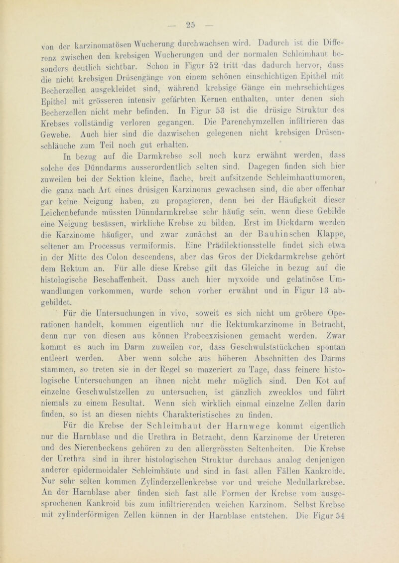 von der kur/,inomatöseii Wucherung durcliwaclison wird. Dadurch isl die DiHe- renz zwischen den krehsigen Wucherungen und der normalen .Schleimhanl be- sonders deutlich sichtbar. Schon in Figur 52 tritt -das dadurch hervor, dass die nicht krehsigen Drüsengänge von einem schönen einschichtigen Epithel mit Becherzellen ausgekleidet sind, während krebsige Gänge ein mehrschichtiges Ejuthel mit grösseren intensiv gefärbten Kernen enthalten, unter denen sich Becherzellcn nicht mehr befinden. In Figur 53 ist die drüsige Struktur des Krebses vollständig verloren gegangen. Die Earenchymzellen intiltrieren das Gewebe. Auch hier sind die dazwischen gelegenen nicht krehsigen Drüsen- schläuchc zum Teil nocli gut erhalten. In bezug aut die Darmkrebse soll noch kurz erwähnt werden, dass solche des Dünndarms ausserordentlich selten sind. Dagegen finden sich hier zuweilen bei der Sektion kleine, flache, breit aufsitzende Schleimhauttumoren, die ganz nach Art eines drüsigen Karzinoms gewaichsen sind, die aber otlenbar gar keine Neigung haben, zu propagieren, denn bei der Häufigkeit dieser Leichenbefunde müssten Dünndarinkrebse sehr häutig sein, wenn diese Gebilde eine Neigung besässen, wirkliche Krebse zu bilden. Erst im Dickdarm werden die Karzinome häutiger, und zwar zunächst an der Bauhinsehen Klappe, seltener am Brocessus vermiformis. Eine Prädilektionsstelle findet sich etwa in der Mitte des Colon descendens, aber das Gros der Dickdarmkrebse gehört dem Rektum an. Für alle diese Krebse gilt das Gleiche in bezug auf die histologische Beschaffenheit. Dass auch hier myxoide und gelatinöse Um- wandlungen Vorkommen, wurde schon vorher erwähnt und in Figur 13 ab- gebildet. Für die Untersuchungen in vivo, soweit es sich nicht um gröbere Ope- rationen handelt, kommen eigentlich nur die Rektumkarzinome in Betracht, denn nur von diesen aus können Pi'obeexzisionen gemacht werden. Zwar kommt es auch im Darm zuwmilen vor, dass Geschwulststückchen spontan entleert werden. Aber wenn solche aus höheren Abschnitten des Darms stammen, so treten sie in der Regel so mazeriert zu Tage, dass feinere histo- logische Untersuchungen an ihnen nicht mehr möglich sind. Den Kot auf einzelne Geschwulstzellen zu untersuchen, ist gänzlich zwecklos und führt niemals zu einem Resultat. AVenn sich wirklich einmal einzelne Zellen darin finden, so ist an diesen nichts Charakteristisches zu finden. Für die Krebse der .Schleimhaut der Harnwege kommt eigentlich nur die Flarnblasc und die Urethra in Betracht, denn Karzinome der Ereteren und des Nierenbeckens gehören zu den allei’grössten Seltenheiten. Die Krebse der Urethra sind in ihrer histologischen Struktur durchaus analog denjenigen anderer epidcrmoidaler Schleimhäute und sind in fast allen Fällen Kankroide. Nur sehr selten kommen Zylinderzellenkrebse vor und weiche Aledullai'krebsc. An der Harnblase aber finden sich fast alle Formen der Krebse vom ausge- sprochenen Kankroid bis zum infiltrierenden weichen Karzinom. Selbst Krebse mit zylinderförmigen Zellen können in der Harnblase entstehen. Die Figur 54