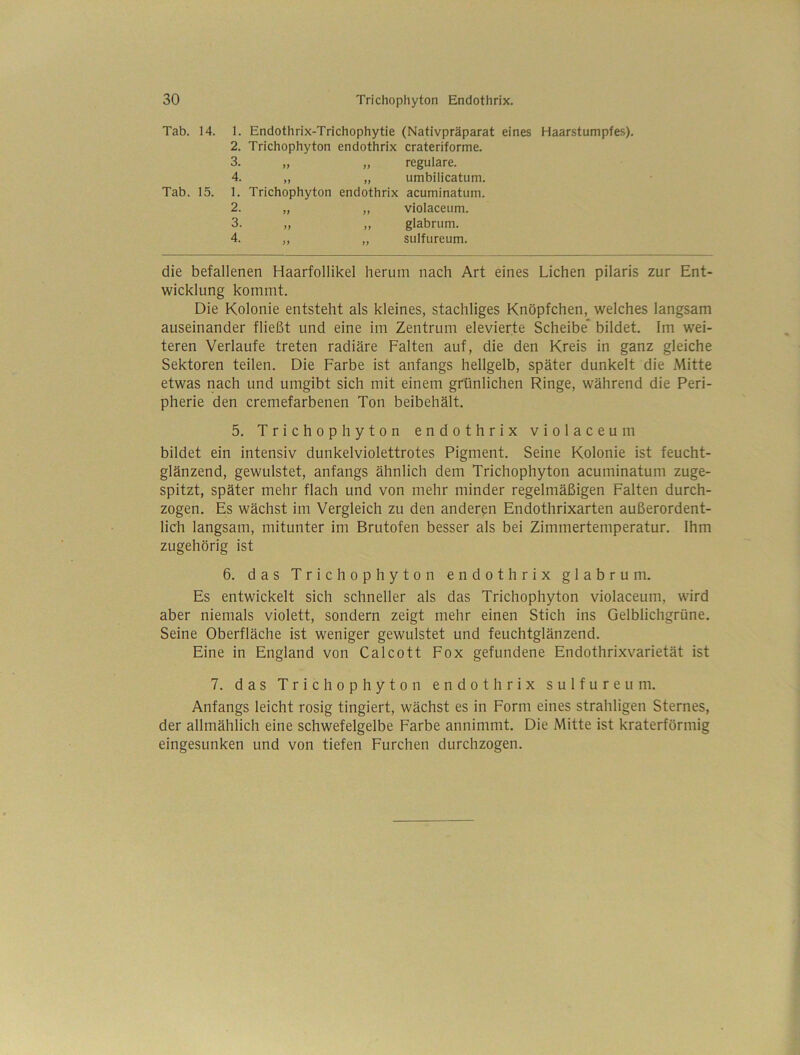 Tab. 14. 1. Endothrix-Trichophytie (Nativpräparat eines Haarstumpfes). 2. Trichophyton endothrix crateriforme. 3. „ „ reguläre. 4. ,, „ umbilicatum. Tab. 15. 1. Trichophyton endothrix acuminatum. 2. „ ,, violaceum. 3. „ „ glabrtim. 4. ,, „ sulfureum. die befallenen Haarfollikel herum nach Art eines Lichen pilaris zur Ent- wicklung kommt. Die Kolonie entsteht als kleines, stachliges Knöpfchen, welches langsam auseinander fließt und eine im Zentrum elevierte Scheibe* bildet. Im wei- teren Verlaufe treten radiäre Falten auf, die den Kreis in ganz gleiche Sektoren teilen. Die Farbe ist anfangs hellgelb, später dunkelt die Mitte etwas nach und umgibt sich mit einem grünlichen Ringe, während die Peri- pherie den cremefarbenen Ton beibehält. 5. Trichophyton endothrix violaceum bildet ein intensiv dunkelviolettrotes Pigment. Seine Kolonie ist feucht- glänzend, gewulstet, anfangs ähnlich dem Trichophyton acuminatum zuge- spitzt, später mehr flach und von mehr minder regelmäßigen Falten durch- zogen. Es wächst im Vergleich zu den anderen Endothrixarten außerordent- lich langsam, mitunter im Brutofen besser als bei Zimmertemperatur. Ihm zugehörig ist 6. das Trichophyton endothrix glabru m. Es entwickelt sich schneller als das Trichophyton violaceum, wird aber niemals violett, sondern zeigt mehr einen Stich ins Gelblichgrüne. Seine Oberfläche ist weniger gewulstet und feuchtglänzend. Eine in England von Calcott Fox gefundene Endothrixvarietät ist 7. das Trichophyton endothrix sulfureu m. Anfangs leicht rosig tingiert, wächst es in Form eines strahligen Sternes, der allmählich eine schwefelgelbe Farbe annimmt. Die Mitte ist kraterförmig eingesunken und von tiefen Furchen durchzogen.