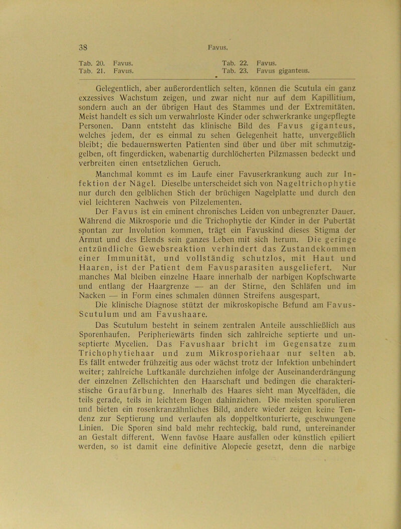 Tab. 20. Favus. Tab. 22. Favus. Tab. 21. Favus. Tab. 23. Favus giganteus. Gelegentlich, aber außerordentlich selten, können die Scutula ein ganz exzessives Wachstum zeigen, und zwar nicht nur auf dem Kapillitium, sondern auch an der übrigen Haut des Stammes und der Extremitäten. Meist handelt es sich um verwahrloste Kinder oder schwerkranke ungepflegte Personen. Dann entsteht das klinische Bild des Favus giganteus, welches jedem, der es einmal zu sehen Gelegenheit hatte, unvergeßlich bleibt; die bedauernswerten Patienten sind über und über mit schmutzig- gelben, oft fingerdicken, wabenartig durchlöcherten Pilzmassen bedeckt und verbreiten einen entsetzlichen Geruch. Manchmal kommt es im Laufe einer Favuserkrankung auch zur In- fektion der Nägel. Dieselbe unterscheidet sich von Nageltrichophytie nur durch den gelblichen Stich der brüchigen Nagelplatte und durch den viel leichteren Nachweis von Pilzelementen. Der Favus ist ein eminent chronisches Leiden von unbegrenzter Dauer. Während die Mikrosporie und die Trichophytie der Kinder in der Pubertät spontan zur Involution kommen, trägt ein Favuskind dieses Stigma der Armut und des Elends sein ganzes Leben mit sich herum. Die geringe entzündliche Gewebsreaktion verhindert das Zustandekommen einer Immunität, und vollständig schutzlos, mit Haut und Haaren, ist der Patient dem Favusparasiten ausgeliefert. Nur manches Mal bleiben einzelne Haare innerhalb der narbigen Kopfschwarte und entlang der Haargrenze — an der Stirne, den Schläfen und im Nacken — in Form eines schmalen dünnen Streifens ausgespart. Die klinische Diagnose stützt der mikroskopische Befund am Favus- ScLitulum und am Favushaare. Das Scutulum besteht in seinem zentralen Anteile ausschließlich aus Sporenhaufen. Peripheriewärts finden sich zahlreiche septierte und un- septierte Mycelien. Das Favushaar bricht im Gegensätze zum Trichophytiehaar und zum Mikrosporiehaar nur selten ab. Es fällt entweder frühzeitig aus oder wächst trotz der Infektion unbehindert weiter; zahlreiche Luftkanäle durchziehen infolge der Auseinanderdrängung der einzelnen Zellschichten den Haarschaft und bedingen die charakteri- stische Graufärbung. Innerhalb des Haares sieht man Mycelfäden, die teils gerade, teils in leichtem Bogen dahinziehen. Die meisten sporulieren und bieten ein rosenkranzähnliches Bild, andere wieder zeigen keine Ten- denz zur Septierung und verlaufen als doppeltkonturierte, geschwungene Linien. Die Sporen sind bald mehr rechteckig, bald rund, untereinander an Gestalt different. Wenn favöse Haare ausfallen oder künstlich epiliert werden, so ist damit eine definitive Alopecie gesetzt, denn die narbige