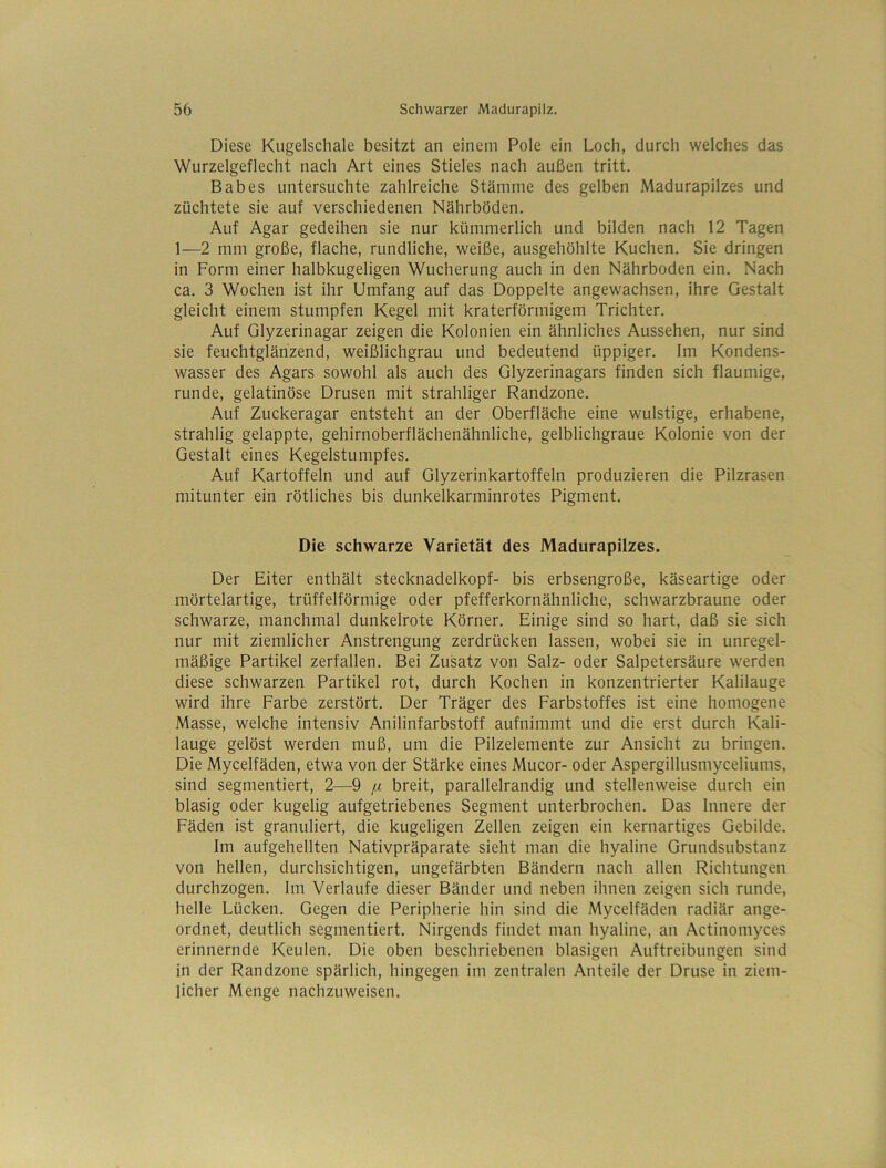 Diese Kugelschale besitzt an einem Pole ein Loch, durch welches das Wurzelgeflecht nach Art eines Stieles nach außen tritt. Babes untersuchte zahlreiche Stämme des gelben Madurapilzes und züchtete sie auf verschiedenen Nährböden. Auf Agar gedeihen sie nur kümmerlich und bilden nach 12 Tagen 1—2 mm große, flache, rundliche, weiße, ausgehöhlte Kuchen. Sie dringen in Form einer halbkugeligen Wucherung auch in den Nährboden ein. Nach ca. 3 Wochen ist ihr Umfang auf das Doppelte angewachsen, ihre Gestalt gleicht einem stumpfen Kegel mit kraterförmigem Trichter. Auf Glyzerinagar zeigen die Kolonien ein ähnliches Aussehen, nur sind sie feuchtglärizend, weißlichgrau und bedeutend üppiger. Im Kondens- wasser des Agars sowohl als auch des Glyzerinagars finden sich flaumige, runde, gelatinöse Drusen mit strahliger Randzone. Auf Zuckeragar entsteht an der Oberfläche eine wulstige, erhabene, strahlig gelappte, gehirnoberflächenähnliche, gelblichgraue Kolonie von der Gestalt eines Kegelstumpfes. Auf Kartoffeln und auf Glyzerinkartoffeln produzieren die Pilzrasen mitunter ein rötliches bis dunkelkarminrotes Pigment. Die schwarze Varietät des Madurapilzes. Der Eiter enthält stecknadelkopf- bis erbsengroße, käseartige oder mörtelartige, trüffelförmige oder pfefferkornähnliche, schwarzbraune oder schwarze, manchmal dunkelrote Körner. Einige sind so hart, daß sie sich nur mit ziemlicher Anstrengung zerdrücken lassen, wobei sie in unregel- mäßige Partikel zerfallen. Bei Zusatz von Salz- oder Salpetersäure werden diese schwarzen Partikel rot, durch Kochen in konzentrierter Kalilauge wird ihre Farbe zerstört. Der Träger des Farbstoffes ist eine homogene Masse, welche intensiv Anilinfarbstoff aufnimmt und die erst durch Kali- lauge gelöst werden muß, um die Pilzelemente zur Ansicht zu bringen. Die Mycelfäden, etwa von der Stärke eines Mucor- oder Aspergillusmyceliums, sind segmentiert, 2—9 [x breit, parallelrandig und stellenweise durch ein blasig oder kugelig aufgetriebenes Segment unterbrochen. Das Innere der Fäden ist granuliert, die kugeligen Zellen zeigen ein kernartiges Gebilde. Im aufgehellten Nativpräparate sieht man die hyaline Grundsubstanz von hellen, durchsichtigen, ungefärbten Bändern nach allen Richtungen durchzogen. Im Verlaufe dieser Bänder und neben ihnen zeigen sich runde, helle Lücken. Gegen die Peripherie hin sind die Mycelfäden radiär ange- ordnet, deutlich segmentiert. Nirgends findet man hyaline, an Actinomyces erinnernde Keulen. Die oben beschriebenen blasigen Auftreibungen sind in der Randzone spärlich, hingegen im zentralen Anteile der Druse in ziem- licher Menge nachzuweisen.