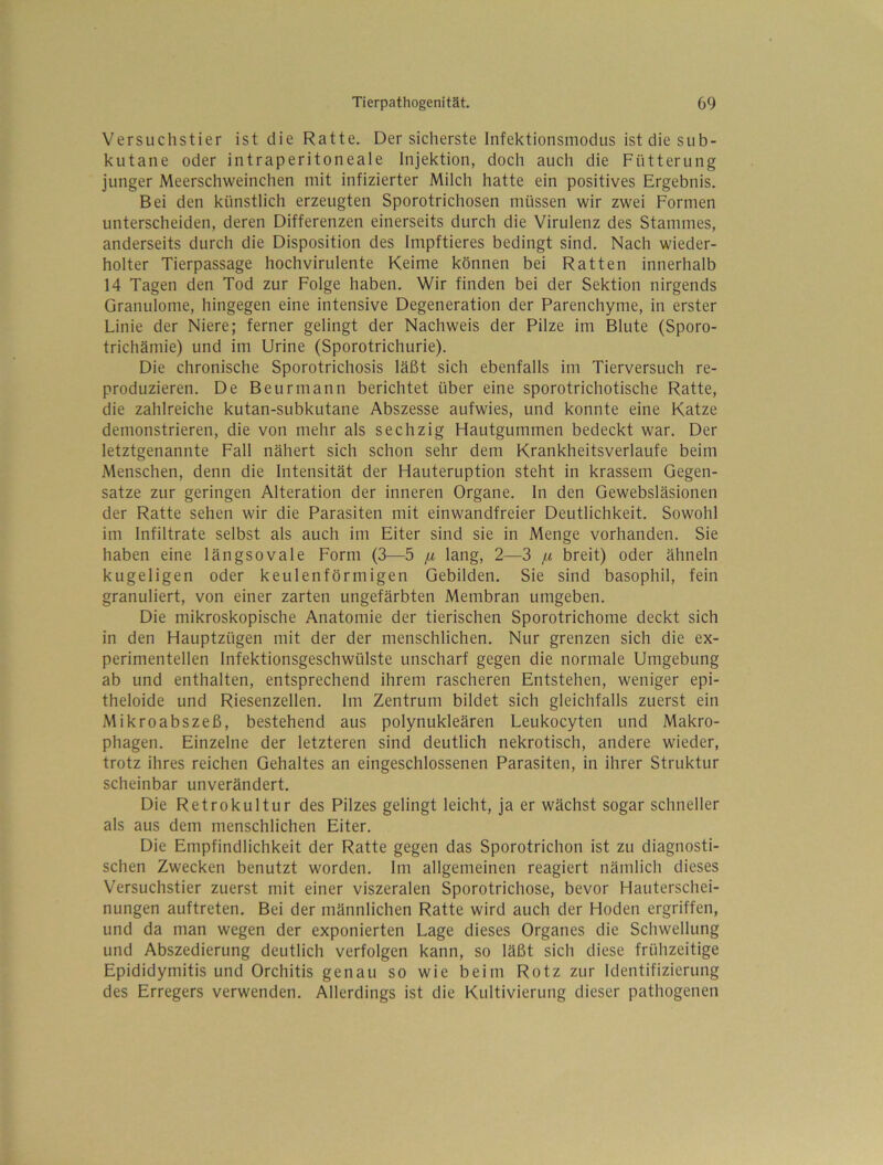 Versuchstier ist die Ratte. Der sicherste Infektionsmodus ist die sub- kutane oder intraperitoneale Injektion, doch auch die Fütterung junger Meerschweinchen mit infizierter Milch hatte ein positives Ergebnis. Bei den künstlich erzeugten Sporotrichosen müssen wir zwei Formen unterscheiden, deren Differenzen einerseits durch die Virulenz des Stammes, anderseits durch die Disposition des Impftieres bedingt sind. Nach wieder- holter Tierpassage hochvirulente Keime können bei Ratten innerhalb 14 Tagen den Tod zur Folge haben. Wir finden bei der Sektion nirgends Granulome, hingegen eine intensive Degeneration der Parenchyme, in erster Linie der Niere; ferner gelingt der Nachweis der Pilze im Blute (Sporo- trichämie) und im Urine (Sporotrichurie). Die chronische Sporotrichosis läßt sich ebenfalls im Tierversuch re- produzieren. De Beurmann berichtet über eine sporotrichotische Ratte, die zahlreiche kutan-subkutane Abszesse aufwies, und konnte eine Katze demonstrieren, die von mehr als sechzig Hautgummen bedeckt war. Der letztgenannte Fall nähert sich schon sehr dem Krankheitsverlaufe beim Menschen, denn die Intensität der Hauteruption steht in krassem Gegen- sätze zur geringen Alteration der inneren Organe. In den Gewebsläsionen der Ratte sehen wir die Parasiten mit einwandfreier Deutlichkeit. Sowohl im Infiltrate selbst als auch im Eiter sind sie in Menge vorhanden. Sie haben eine längsovale Form (3—5 fx lang, 2—3 [x breit) oder ähneln kugeligen oder keulenförmigen Gebilden. Sie sind basophil, fein granuliert, von einer zarten ungefärbten Membran umgeben. Die mikroskopische Anatomie der tierischen Sporotrichome deckt sich in den Hauptzügen mit der der menschlichen. Nur grenzen sich die ex- perimentellen Infektionsgeschwülste unscharf gegen die normale Umgebung ab und enthalten, entsprechend ihrem rascheren Entstehen, weniger epi- theloide und Riesenzellen. Im Zentrum bildet sich gleichfalls zuerst ein Mikroabszeß, bestehend aus polynukleären Leukocyten und Makro- phagen. Einzelne der letzteren sind deutlich nekrotisch, andere wieder, trotz ihres reichen Gehaltes an eingeschlossenen Parasiten, in ihrer Struktur scheinbar unverändert. Die Retrokultur des Pilzes gelingt leicht, ja er wächst sogar schneller als aus dem menschlichen Eiter. Die Empfindlichkeit der Ratte gegen das Sporotrichon ist zu diagnosti- schen Zwecken benutzt worden. Im allgemeinen reagiert nämlich dieses Versuchstier zuerst mit einer viszeralen Sporotrichose, bevor Hauterschei- nungen auftreten. Bei der männlichen Ratte wird auch der Hoden ergriffen, und da man wegen der exponierten Lage dieses Organes die Schwellung und Abszedierung deutlich verfolgen kann, so läßt sich diese frühzeitige Epididymitis und Orchitis genau so wie beim Rotz zur Identifizierung des Erregers verwenden. Allerdings ist die Kultivierung dieser pathogenen