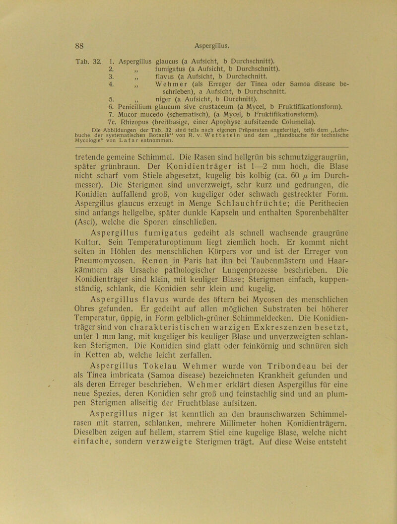 Tab. 32. 1. Aspergillus glaucus (a Aufsicht, b Durchschnitt). 2. „ fumigatus (a Aufsicht, b Durchschnitt). 3. „ flavus (a Aufsicht, b Durchschnitt. 4. ,, Wehm er (als Erreger der Tinea oder Samoa disease be- schrieben), a Aufsicht, b Durchschnitt. 5. ,, niger (a Aufsicht, b Durchnitt). 6. Penicillium glaucum sive crustaceum (a Mycel, b Fruktifikationsform). 7. Mucor mucedo (schematisch), (a Mycel, b Fruktifikationsform). 7c. Rhizopus (breitbasige, einer Apophyse aufsitzende Columella). Die Abbildungen der Tab. 32 sind teils nach eigenen Präparaten angefertigt, teils dem ,,Lehr- buche der systematischen Botanik von R. v. Wettstein und dem „Handbuche für technische Mycologie“ von Lafar entnommen. tretende gemeine Schimmel. Die Rasen sind hellgrün bis schmutziggraugrün, später grünbraun. Der Konidienträger ist 1—2 mm hoch, die Blase nicht scharf vom Stiele abgesetzt, kugelig bis kolbig (ca. 60 [x im Durch- messer). Die Sterigmen sind unverzweigt, sehr kurz und gedrungen, die Konidien auffallend groß, von kugeliger oder schwach gestreckter Form. Aspergillus glaucus erzeugt in Menge Schlauchfrüchte; die Perithecien sind anfangs hellgelbe, später dunkle Kapseln und enthalten Sporenbehälter (Asci), welche die Sporen einschließen. Aspergillus fumigatus gedeiht als schnell wachsende graugrüne Kultur. Sein Temperaturoptimum liegt ziemlich hoch. Er kommt nicht selten in Höhlen des menschlichen Körpers vor und ist der Erreger von Pneumomycosen. Renon in Paris hat ihn bei Taubenmästern und Haar- kämmern als Ursache pathologischer Lungenprozesse beschrieben. Die Konidienträger sind klein, mit keuliger Blase; Sterigmen einfach, kuppen- ständig, schlank, die Konidien sehr klein und kugelig. Aspergillus flavus wurde des öftern bei Mycosen des menschlichen Ohres gefunden. Er gedeiht auf allen möglichen Substraten bei höherer Temperatur, üppig, in Form gelblich-grüner Schimmeldecken. Die Konidien- träger sind von charakteristischen warzigen Exkreszenzen besetzt, unter 1 mm lang, mit kugeliger bis keuliger Blase und unverzweigten schlan- ken Sterigmen. Die Konidien sind glatt oder feinkörnig und schnüren sich in Ketten ab, welche leicht zerfallen. Aspergillus Tokelau Wehmer wurde von Tribondeau bei der als Tinea imbricata (Samoa disease) bezeichneten Krankheit gefunden und als deren Erreger beschrieben. Wehmer erklärt diesen Aspergillus für eine neue Spezies, deren Konidien sehr groß und feinstachlig sind und an plum- pen Sterigmen allseitig der Fruchtblase aufsitzen. Aspergillus niger ist kenntlich an den braunschwarzen Schimmel- rasen mit starren, schlanken, mehrere Millimeter hohen Konidienträgern. Dieselben zeigen auf hellem, starrem Stiel eine kugelige Blase, welche nicht einfache, sondern verzweigte Sterigmen trägt. Auf diese Weise entsteht