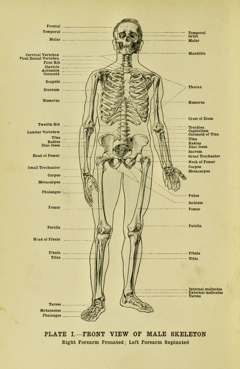 Frontal Temporal Malar Temporal Orbit Malar Cervical Vertebrae First Dorsal Vertebra First Rib Clavicle Acromion Coracoid Scapula Sternum Humerus Twelfth Rib Lumbar Vertebrae Ulna Radius Iliac fossa Head of Femur Small Trochanter Carpus iMetacarpus Phalanges Femur Patella Head of Fibula _ Fibula Tibia Tarsus Metatarsus Phalanges Mandible Thorax Humerus Crest of Ilium Trochlea Capitellum Coronoid of Ulna Ulna Radius Iliac fossa Sacrum Great Trochanter Neck of Femur Carpus Metacarpus Pubes Ischium Femur Patella Fibula Tibia Internal malleolus External malleolus Tarsus PLATE I.—FRONT VIEW OF MALE SKELETON