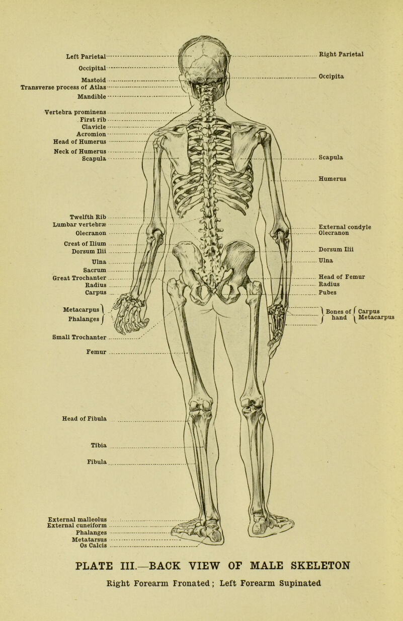Left Parietal Occipital Mastoid Transverse process of Atlas Mandible Vertebra prominens First rib Clavicle Acromion Head of Humerus Neck of Humerus Scapula Twelfth Rib Lumbar vertebrae Olecranon Crest of Ilium Dorsum Ilii Ulna Sacrum Great Trochanter Radius Carpus Metacarpus^ Phalanges J Small Trochanter Femur Head of Fibula External malleolus External cuneiform Phalanges Metatarsus Os Calcis Right Parietal Occipita Scapula Humerus External condyle Olecranon Dorsum Ilii Ulna Head of Femur Radius Pubes ) Bones of fCarpus I hand ^ Metacarpc PLATE III.—BACK VIEW OF MALE SKELETON