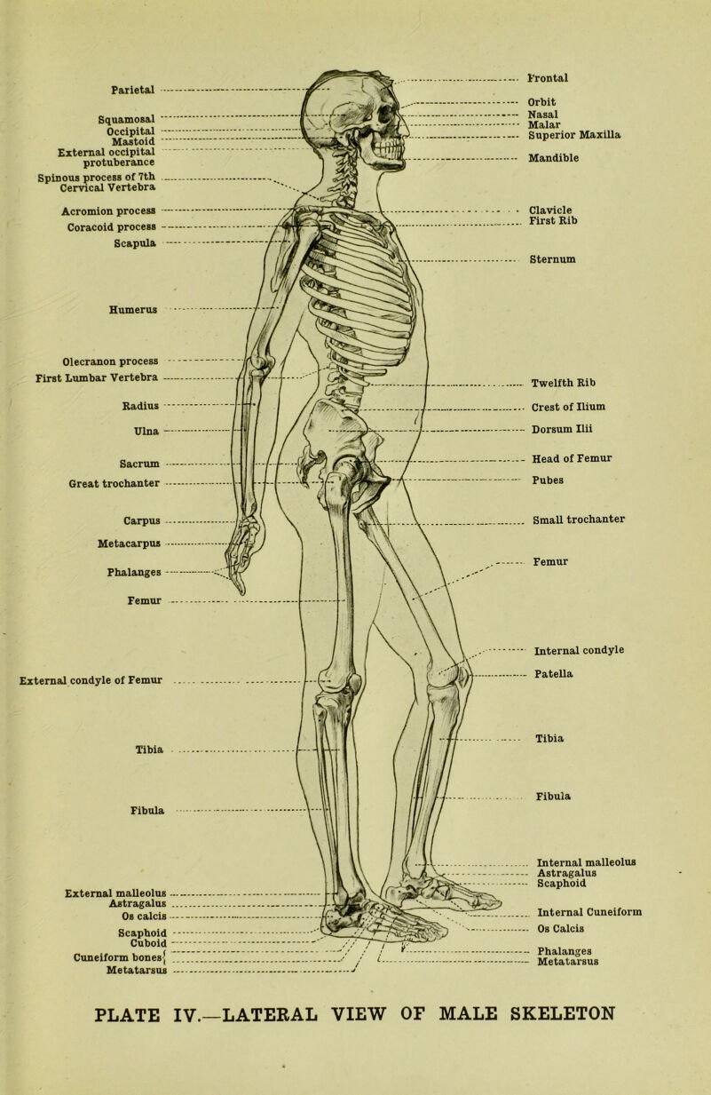 Parietal ■ Frontal Squamosal Occipital — Mastoid External occipital protuberance Spinous process of 7th Cervical Vertebra Acromion process — Coracoid process -- Scapula - Humerus Olecranon process First Lumbar Vertebra — Radius — Ulna -■ Sacrum Great trochanter - Carpus - Metacarpus — Phalanges -- Femur External condyle of Femur Tibia Fibula External malleolus - Astragalus Os calcis Scaphoid Cuboid Cuneiform bones' Metatarsus Orbit Nasal Malar Superior Maxilla Mandible Clavicle First Rib Sternum - Twelfth Rib -• Crest of Ilium - Dorsum Ilii - Head of Femur Pubes .. Small trochanter Femur Internal condyle Patella Tibia Fibula Internal malleolus Astragalus Scaphoid ... Internal Cuneiform - Os Calcis -• Phalanges - Metatarsus