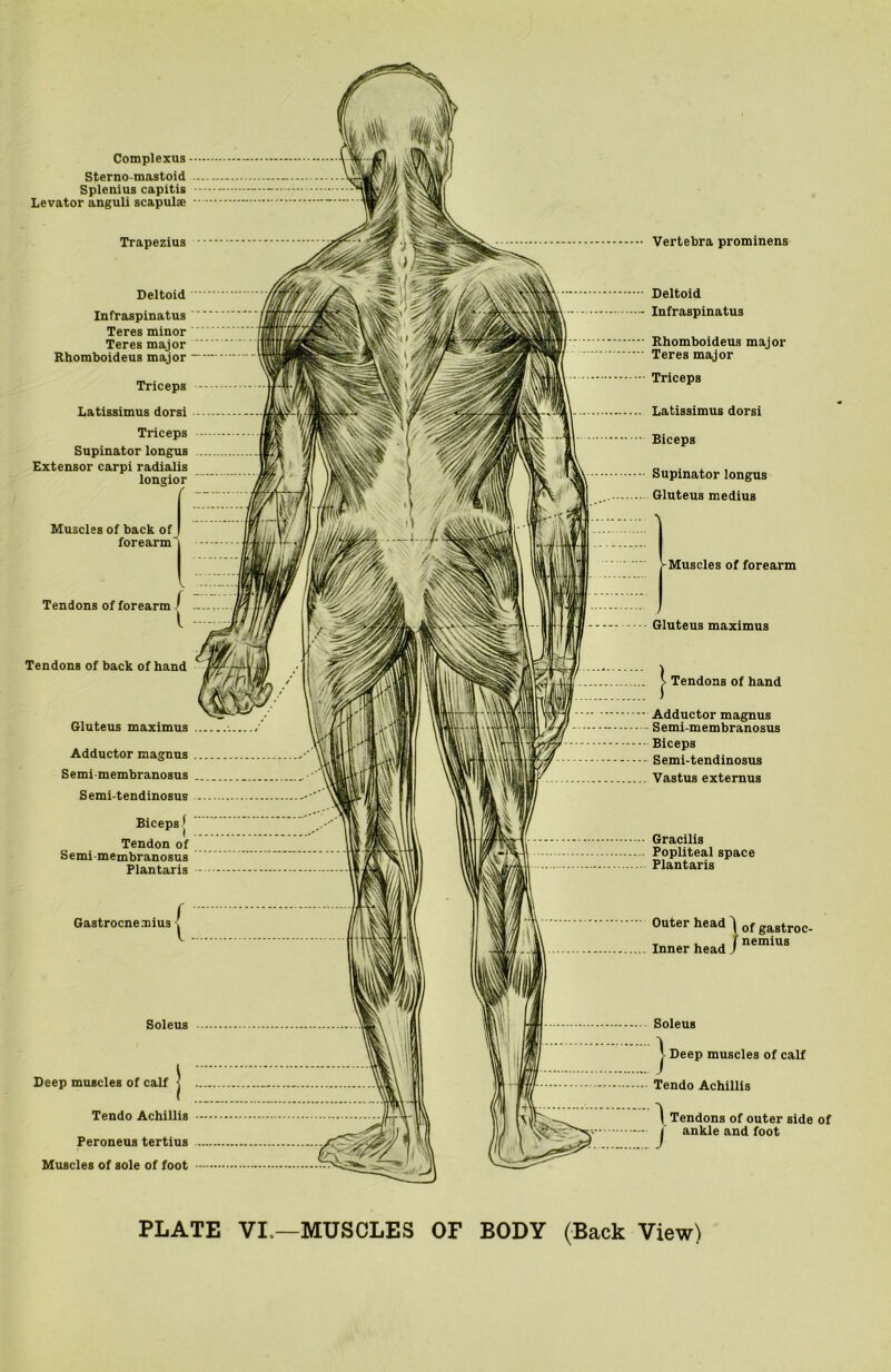 Complexus Sterno mastoid Splenius capitis Levator anguli scapulae Trapezius Deltoid Infraspinatus Teres minor Teres major Rhomboideus major Triceps Latissimus dorsi Triceps Supinator longus Extensor carpi radialis longior Muscles of back of forearm' Tendons of forearm / Tendons of back of hand Gluteus maximus Adductor magnus Semimembranosus Semi-tendinosus Biceps j Tendon of Semimembranosus Plantaris Gastrocnemius Soleus Deep muscles of calf j Tendo Achillis Peroneus tertius Muscles of sole of foot Vertebra prominens Deltoid Infraspinatus Rhomboideus major Teres major Triceps Latissimus dorsi Biceps Supinator longus Gluteus medius ^Muscles of forearm Gluteus maximus | Tendons of hand Adductor magnus Semi-membranosus Biceps Semi-tendinosus Vastus externus Gracilis Popliteal space Plantaris Outer head Inner head \ of gastroc- f nemius Soleus j Deep muscles of calf Tendo Achillis 1 Tendons of outer side of / ankle and foot