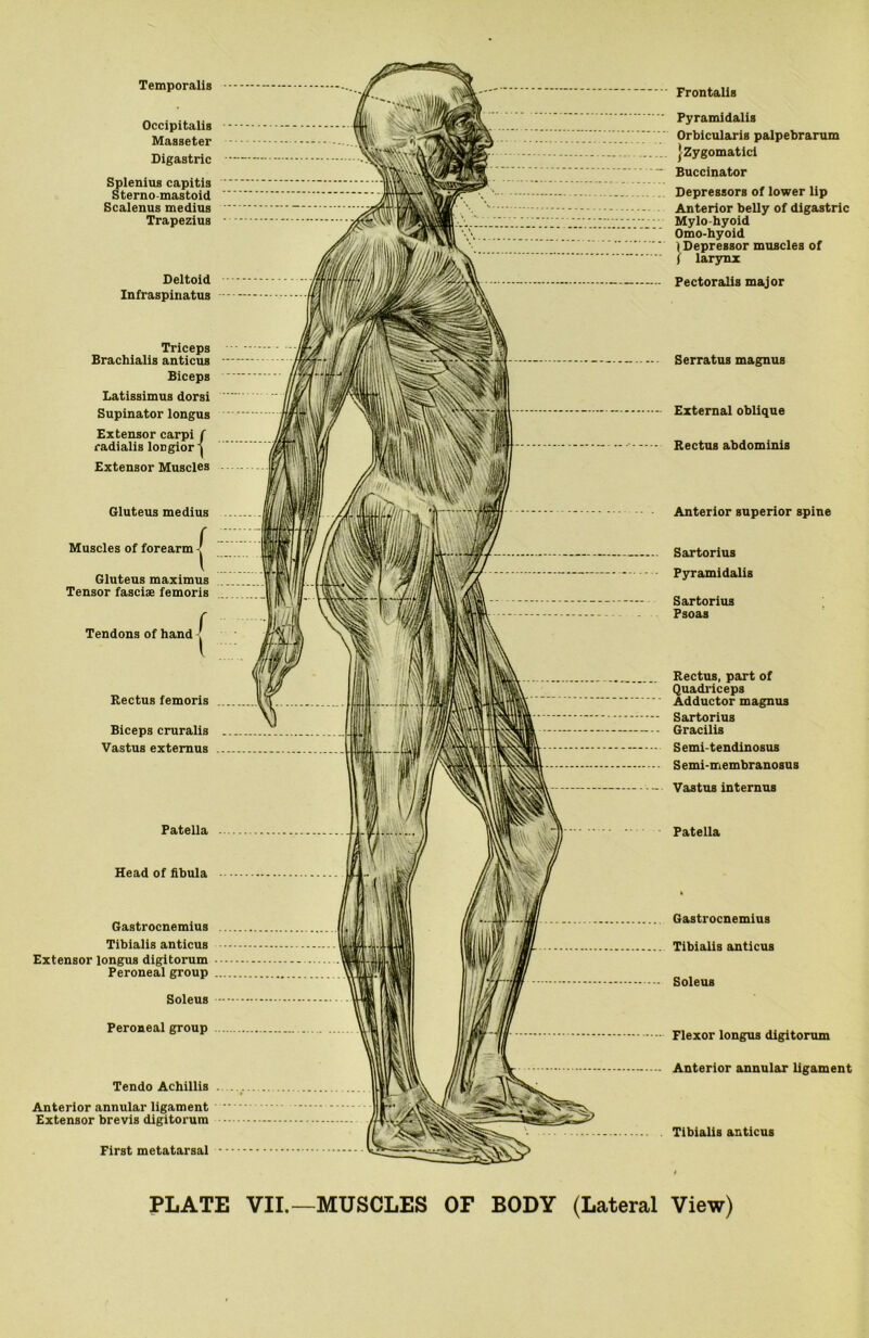 Temporalis Frontalis Occipitalis Masseter Digastric Splenius capitis Sterno-mastoid Scalenus medius Trapezius Deltoid Infraspinatus Triceps Brachialis anticus Biceps Latissimus dorsi Supinator longus Extensor carpi f radialis loDgior •» Extensor Muscles Gluteus medius Muscles of forearm Gluteus maximus Tensor fasciae femoris Tendons of hand Rectus femoris Biceps cruralis Vastus externus Patella Head of fibula Gastrocnemius Tibialis anticus Extensor longus digitorum Peroneal group Soleus Peroneal group Tendo Achillis Anterior annular ligament Extensor brevis digitorum First metatarsal Pyramidalis Orbicularis palpebrarum {Zygomatici Buccinator Depressors of lower lip Anterior belly of digastric Mlylo-hyoid Omo-hyoid 1 Depressor muscles of / larynx Pectoralis major Serratus magnus External oblique Rectus abdominis Anterior superior spine Sartorius Pyramidalis Sartorius Psoas Rectus, part of Quadriceps Adductor magnus Sartorius Gracilis Semi-tendinosus Semi-membranosus Vastus internus Patella Gastrocnemius Tibialis anticus Soleus Flexor longus digitorum Anterior annular ligament Tibialis anticus