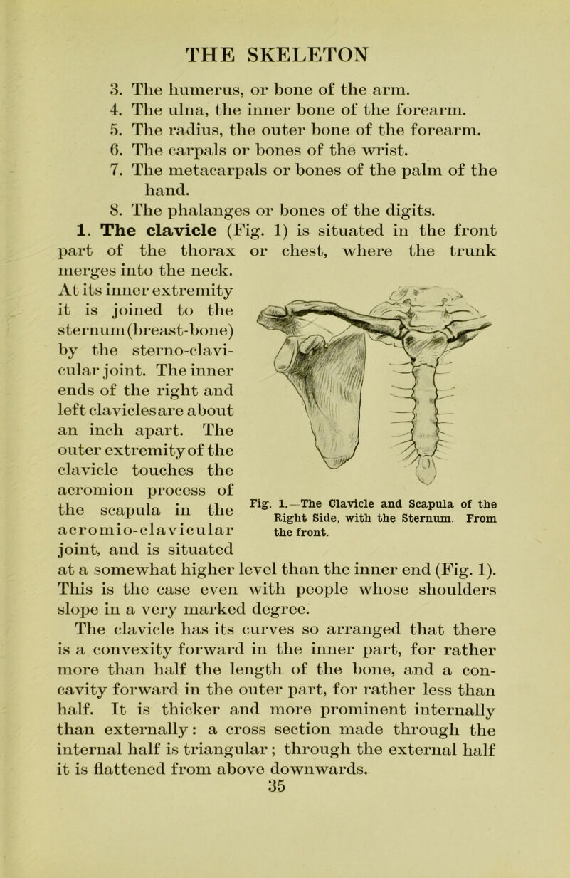 3. The humerus, or bone of the arm. 4. The ulna, the inner bone of the forearm. 5. The radius, the outer bone of the forearm. 6. The carpals or hones of the wrist. 7. The metacarpals or bones of the palm of the hand. 8. The phalanges or bones of the digits. 1. The clavicle (Fig. 1) is situated in the front part of the thorax merges into the neck. At its inner extremity it is joined to the sternum (breast-bone) by the sterno-clavi- cular joint. The inner ends of the right and left clavicles are about an inch apart. The outer extremity of the clavicle touches the acromion process of the scapula in the acromio-clavicular joint, and is situated at a somewhat higher level than the inner end (Fig. 1). This is the case even with jieople whose shoulders slope in a very marked degree. The clavicle has its curves so arranged that there is a convexity forward in the inner part, for rather more than half the length of the bone, and a con- cavity forward in the outer part, for rather less than half. It is thicker and more prominent internally than externally: a cross section made through the internal half is triangular; through the external half it is flattened from above downwards. 35 or chest, where the trunk Fig. 1.—The Clavicle and Scapula of the Right Side, with the Sternum. From the front.