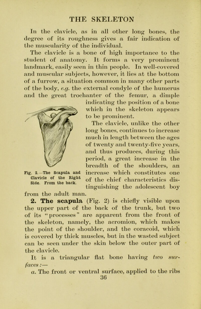 In the clavicle, as in all other long bones, the degree of its roughness gives a fair indication of the muscularity of the individual. The clavicle is a bone of high importance to the student of anatomy. It forms a very prominent landmark, easily seen in thin people. In well-covered and muscular subjects, however, it lies at the bottom of a furrow, a situation common in many other parts of the body, e.g. the external condyle of the humerus and the great trochanter of the femur, a dimple indicating the position of a bone which in the skeleton appears to be prominent. The clavicle, unlike the other long bones, continues to increase much in length between the ages of twenty and twenty-five years, and thus produces, during this period, a great increase in the breadth of the shoulders, an increase which constitutes one of the chief characteristics dis- tinguishing the adolescent boy from the adult man. 2. The scapula (Fig. 2) is chiefly visible upon the upper part of the back of the trunk, but two of its “ processes ” are apparent from the front of the skeleton, namely, the acromion, which makes the point of the shoulder, and the coracoid, which is covered by thick muscles, but in the wasted subject can be seen under the skin below the outer part of the clavicle. It is a triangular flat bone having two sur- faces :— a. The front or ventral surface, applied to the ribs 36 Fig-. 2.—The Scapula and Clavicle of the Right Side. From the back.