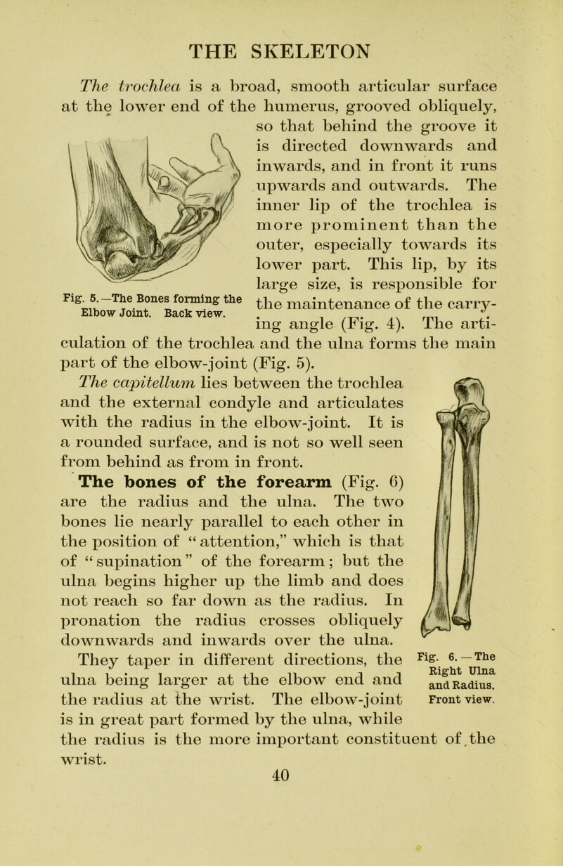 The trochlea is a broad, smooth articular surface at the lower end of the humerus, grooved obliquely, so that behind the groove it is directed downwards and inwards, and in front it runs upwards and outwards. The inner lip of the trochlea is more prominent than the outer, especially towards its lower part. This lip, by its large size, is responsible for Fig_5' ~T1Je B°nes forming the ^lie maintenance of the carry - Elbow Joint. Back view. . \ mg angle (rig. 4). Ihe arti- culation of the trochlea and the ulna forms the main part of the elbow-joint (Fig. 5). The capitellum lies between the trochlea and the external condyle and articulates with the radius in the elbow-joint. It is a rounded surface, and is not so well seen from behind as from in front. The bones of the forearm (Fig. 6) are the radius and the ulna. The two bones lie nearly parallel to each other in the position of “ attention,” which is that of “ supination ” of the forearm; but the ulna begins higher up the limb and does not reach so far down as the radius. In pronation the radius crosses obliquely downwards and inwards over the ulna. They taper in different directions, the ulna being larger at the elbow end and the radius at the wrist. The elbow-joint is in great part formed by the ulna, while the radius is the more important constituent of the wrist. Fig. 6. — The Right Ulna and Radius. Front view.