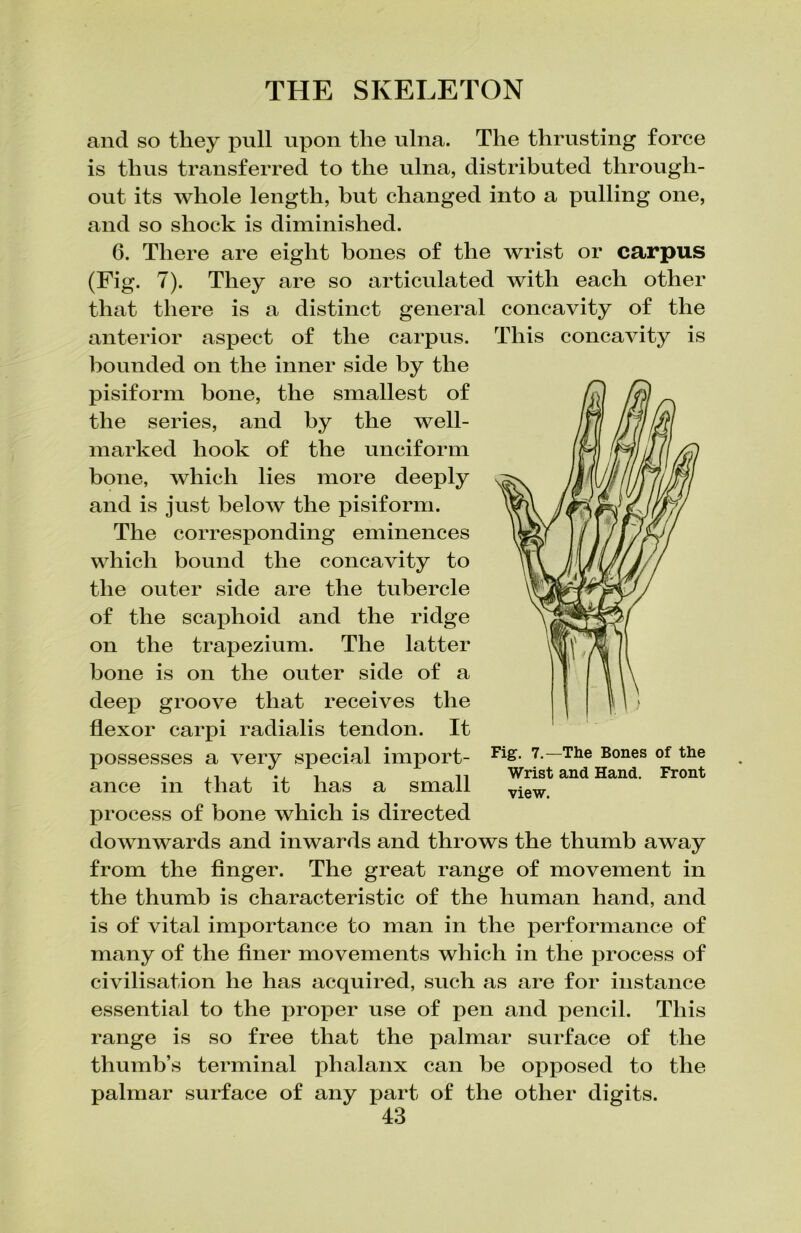 and so they pull upon the ulna. The thrusting force is thus transferred to the ulna, distributed through- out its whole length, but changed into a pulling one, and so shock is diminished. 6. There are eight bones of the wrist or carpus (Fig. 7). They are so articulated with each other that there is a distinct general concavity of the anterior aspect of the carpus, bounded on the inner side by the pisiform bone, the smallest of the series, and by the well- marked hook of the unciform bone, which lies more deeply and is just below the pisiform. The corresponding eminences which bound the concavity to the outer side are the tubercle of the scaphoid and the ridge on the trapezium. The latter hone is on the outer side of a deep groove that receives the flexor carpi radialis tendon. It possesses a very special import- ance in that it has a small process of bone which is directed downwards and inwards and throws the thumb away from the finger. The great range of movement in the thumb is characteristic of the human hand, and is of vital importance to man in the performance of many of the finer movements which in the process of civilisation he has acquired, such as are for instance essential to the proper use of pen and pencil. This range is so free that the palmar surface of the thumb’s terminal phalanx can be opposed to the palmar surface of any part of the other digits. This concavity is Fig. 7.—The Bones of the Wrist and Hand. Front view.