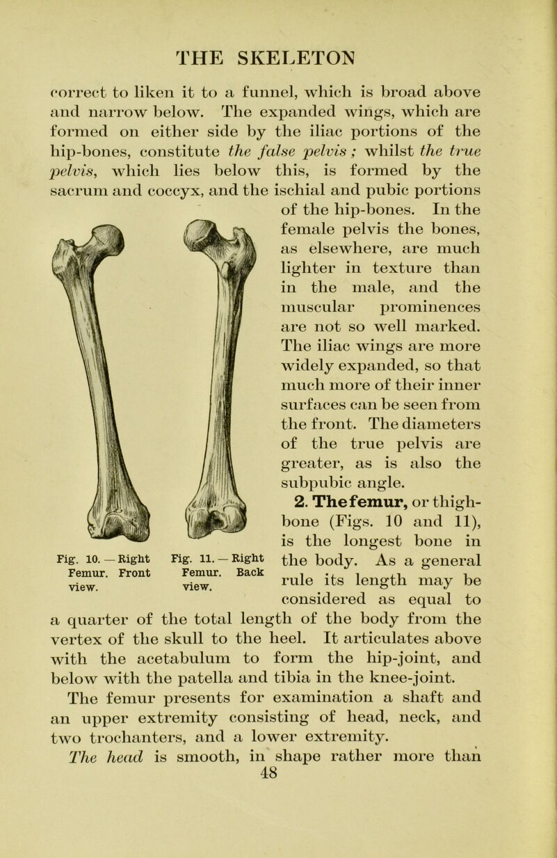correct to liken it to a funnel, which is broad above and narrow below. The expanded wings, which are formed on either side by the iliac portions of the hip-bones, constitute the false pelvis; whilst the true pelvis, which lies below sacrum and coccyx, and the this, is formed by the ischial and pubic portions of the hip-bones. In the female pelvis the bones, as elsewhere, are much lighter in texture than in the male, and the muscular prominences are not so well marked. The iliac wings are more widely expanded, so that much more of their inner surfaces can be seen from the front. The diameters of the true pelvis are greater, as is also the subpubic angle. 2. The femur, or thigh- bone (Figs. 10 and 11), is the longest bone in Fig. 10.—Right Fig. ii. — Right the body. As a general Femur. Front Femur. Back i i i rule its length may be view. view. considered as equal to a quarter of the total length of the body from the vertex of the skull to the heel. It articulates above with the acetabulum to form the hip-joint, and below with the patella and tibia in the knee-joint. The femur presents for examination a shaft and an upper extremity consisting of head, neck, and two trochanters, and a lower extremity. The head is smooth, in shape rather more than