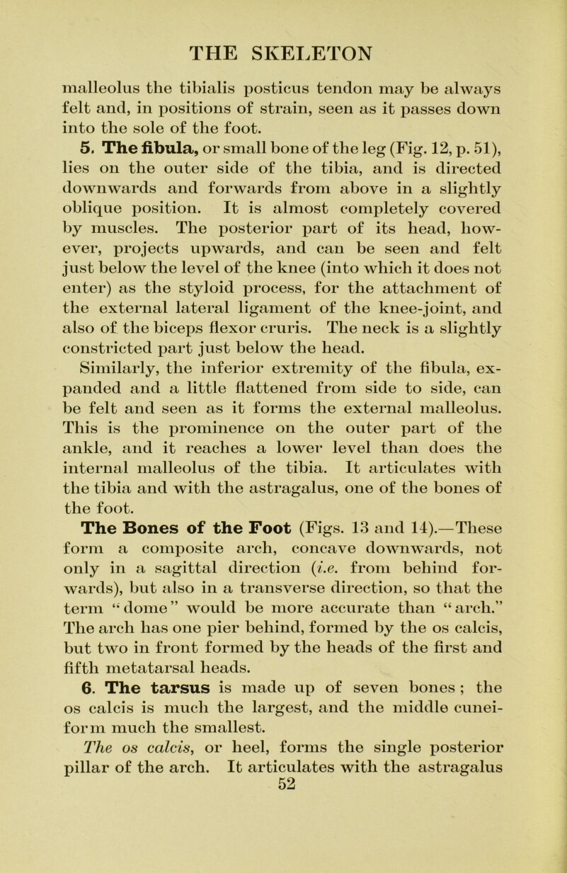 malleolus the tibialis posticus tendon may be always felt and, in positions of strain, seen as it passes down into the sole of the foot. 5, The fibula, or small bone of the leg (Fig. 12, p. 51), lies on the outer side of the tibia, and is directed downwards and forwards from above in a slightly oblique position. It is almost completely covered by muscles. The posterior part of its head, how- ever, projects upwards, and can be seen and felt just below the level of the knee (into which it does not enter) as the styloid process, for the attachment of the external lateral ligament of the knee-joint, and also of the biceps flexor cruris. The neck is a slightly constricted part just below the head. Similarly, the inferior extremity of the fibula, ex- panded and a little flattened from side to side, can be felt and seen as it forms the external malleolus. This is the prominence on the outer part of the ankle, and it reaches a lower* level than does the internal malleolus of the tibia. It articulates with the tibia and with the astragalus, one of the bones of the foot. The Bones of the Foot (Figs. 13 and 14).—These form a composite arch, concave downwards, not only in a sagittal direction (i.e. from behind for- wards), but also in a transverse direction, so that the term “ dome ” would he more accurate than “ arch.” The arch has one pier behind, formed by the os calcis, but two in front formed by the heads of the first and fifth metatarsal heads. 6. The tarsus is made up of seven bones ; the os calcis is much the largest, and the middle cunei- form much the smallest. The os calcis, or heel, forms the single posterior pillar of the arch. It articulates with the astragalus