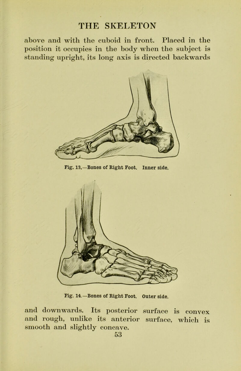 above and with the cuboid in front. Placed in the position it occupies in the body when the subject is standing upright, its long axis is directed backwards Fig. 13.—Bones of Right Foot. Inner side. Fig. 14.—Bones of Right Foot. Outer side. and downwards. Its posterior surface is convex and rough, unlike its anterior surface, which is smooth and slightly concave.