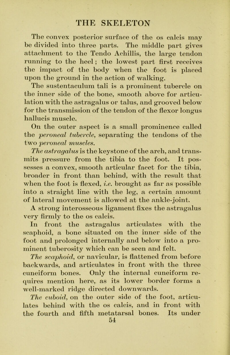 The convex posterior surface of the os calcis may be divided into three parts. The middle part gives attachment to the Tendo Achillis, the large tendon running to the heel; the lowest part first receives the impact of the body when the foot is placed upon the ground in the action of walking. The sustentaculum tali is a prominent tubercle on the inner side of the bone, smooth above foi* articu- lation with the astragalus or talus, and grooved below for the transmission of the tendon of the flexor longus hallucis muscle. On the outer aspect is a small prominence called the 'peroneal tubercle, separating the tendons of the two peroneal muscles. The astragalus is the keystone of the arch, and trans- mits pressure from the tibia to the foot. It pos- sesses a convex, smooth articular facet for the tibia, broader in front than behind, with the result that when the foot is flexed, i.e. brought as far as possible into a straight line with the leg, a certain amount of lateral movement is allowed at the ankle-joint. A strong interosseous ligament fixes the astragalus very firmly to the os calcis. In front the astragalus articulates with the scaphoid, a bone situated on the inner side of the foot and prolonged internally and below into a pro- minent tuberosity which can be seen and felt. The scaphoid, or navicular, is flattened from before backwards, and articulates in front with the three cuneiform bones. Only the internal cuneiform re- quires mention here, as its lower border forms a well-marked ridge directed downwards. The cuboid, on the outer side of the foot, articu- lates behind with the os calcis, and in front with the fourth and fifth metatarsal bones. Its under