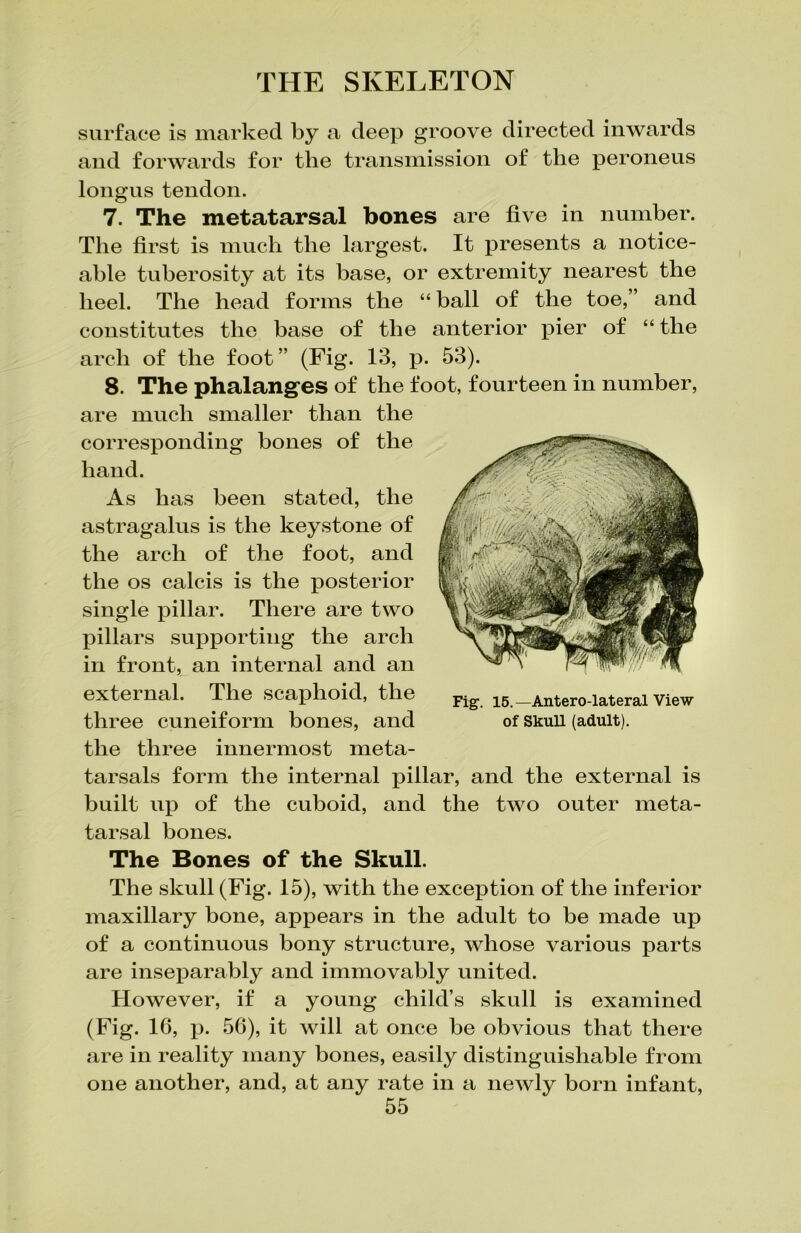 surface is marked by a deep groove directed inwards and forwards for the transmission of the peroneus longus tendon. 7. The metatarsal bones are five in number. The first is much the largest. It presents a notice- able tuberosity at its base, or extremity nearest the heel. The head forms the “ ball of the toe,” and constitutes the base of the anterior pier of “ the arch of the foot ” (Fig. 13, p. 53). 8. The phalanges of the foot, fourteen in number, are much smaller than the corresponding bones of the hand. As has been stated, the astragalus is the keystone of the arch of the foot, and the os calcis is the posterior single pillar. There are two pillars supporting the arch in front, an internal and an external. The scaphoid, the three cuneiform bones, and the three innermost meta- tarsals form the internal pillar, and the external is built up of the cuboid, and the two outer meta- tarsal bones. The Bones of the Skull. The skull (Fig. 15), with the exception of the inferior maxillary bone, appears in the adult to be made up of a continuous bony structure, whose various parts are inseparably and immovably united. However, if a young child’s skull is examined (Fig. 16, p. 56), it will at once be obvious that there are in reality many bones, easily distinguishable from one another, and, at any rate in a newly born infant, 55 Fig. 15. —Antero-lateral View of Skull (adult).