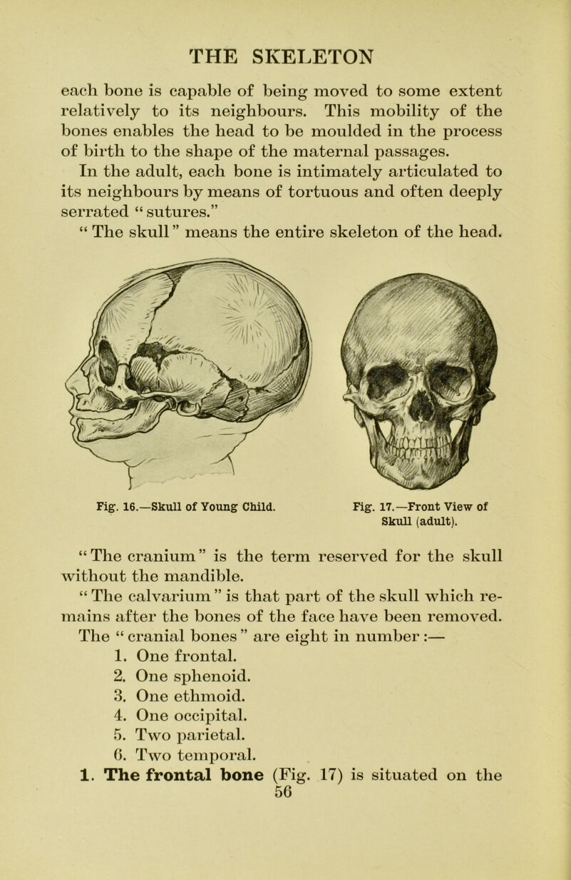 each bone is capable of being moved to some extent relatively to its neighbours. This mobility of the bones enables the head to be moulded in the process of birth to the shape of the maternal passages. In the adult, each bone is intimately articulated to its neighbours by means of tortuous and often deeply serrated “ sutures.” “ The skull ” means the entire skeleton of the head. Fig. 16.—Skull of Young Child. Fig. 17.—Front View of Skull (adult). “The cranium” is the term reserved for the skull without the mandible. “ The calvarium ” is that part of the skull which re- mains after the bones of the face have been removed. The “ cranial bones ” are eight in number :— 1. One frontal. 2. One sphenoid. 3. One ethmoid. 4. One occipital. 5. Two parietal. G. Two temporal. 1. The frontal bone (Fig. 17) is situated on the