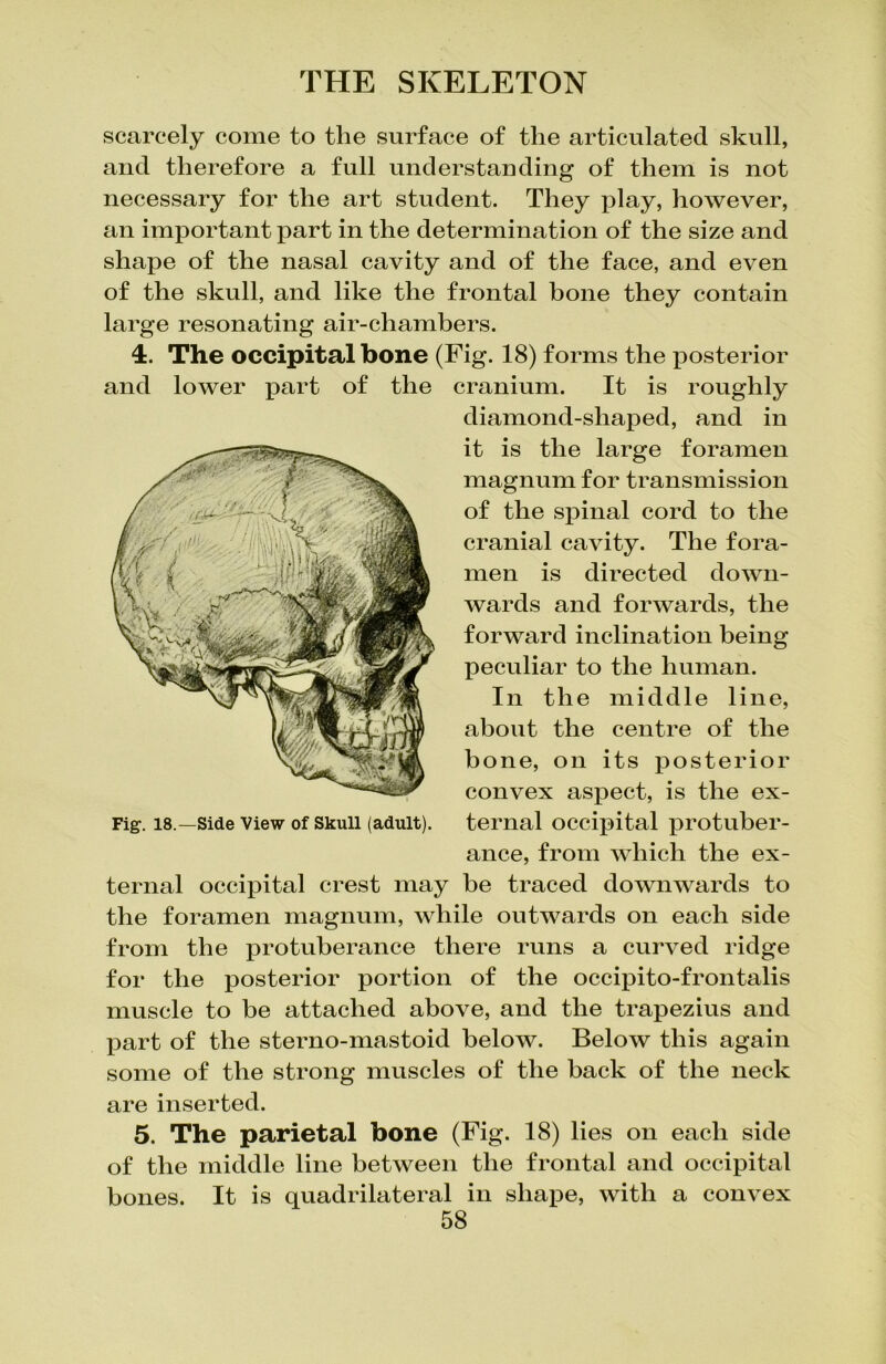 scarcely come to the surface of the articulated skull, and therefore a full understanding of them is not necessary for the art student. They play, however, an important part in the determination of the size and shape of the nasal cavity and of the face, and even of the skull, and like the frontal bone they contain large resonating air-chambers. 4. The occipital bone (Fig. 18) forms the posterior and lower part of the cranium. It is roughly Fig. 18.—Side View of Skull (adult), ternal occipital protuber- ance, from which the ex- ternal occipital crest may be traced downwards to the foramen magnum, while outwards on each side from the protuberance there runs a curved ridge for the posterior portion of the occipito-frontalis muscle to be attached above, and the trapezius and part of the sterno-mastoid below. Below this again some of the strong muscles of the back of the neck are inserted. 5. The parietal bone (Fig. 18) lies on each side of the middle line between the frontal and occipital bones. It is quadrilateral in shape, with a convex diamond-shaped, and in it is the large foramen magnum for transmission of the spinal cord to the cranial cavity. The fora- men is directed down- wards and forwards, the forward inclination being peculiar to the human. In the middle line, about the centre of the bone, on its posterior convex aspect, is the ex-