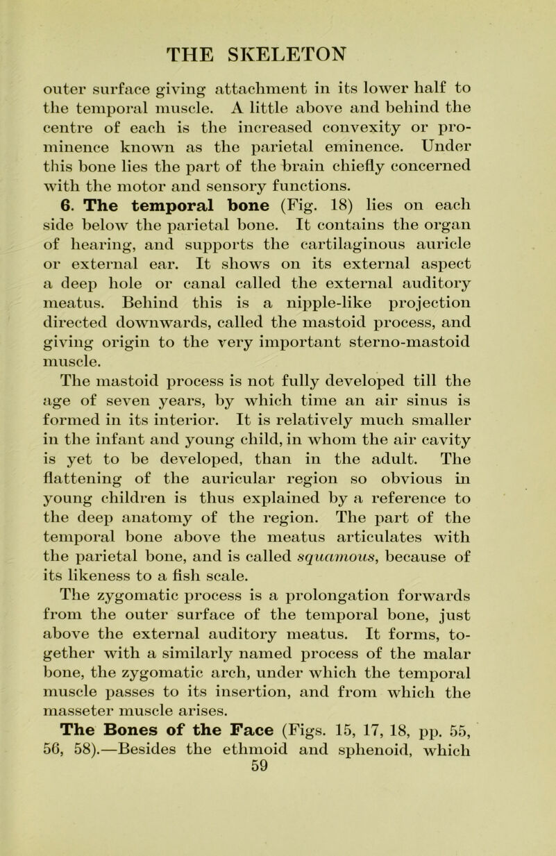 outer surface giving attachment in its lower half to the temporal muscle. A little above and behind the centre of each is the increased convexity or pro- minence known as the parietal eminence. Under this bone lies the part of the brain chiefly concerned with the motor and sensory functions. 6. The temporal bone (Fig. 18) lies on each side below the parietal bone. It contains the organ of hearing, and supports the cartilaginous auricle or external ear. It shows on its external aspect a deep hole or canal called the external auditory meatus. Behind this is a nipple-like projection directed downwards, called the mastoid process, and giving origin to the very important sterno-mastoid muscle. The mastoid process is not fully developed till the age of seven years, by which time an air sinus is formed in its interior. It is relatively much smaller in the infant and young child, in whom the air cavity is yet to be developed, than in the adult. The flattening of the auricular region so obvious in young children is thus explained by a reference to the deep anatomy of the region. The part of the temporal bone above the meatus articulates with the parietal bone, and is called squamous, because of its likeness to a fish scale. The zygomatic process is a prolongation forwards from the outer surface of the temporal bone, just above the external auditory meatus. It forms, to- gether with a similarly named process of the malar bone, the zygomatic arch, under which the temporal muscle passes to its insertion, and from which the masseter muscle arises. The Bones of the Face (Figs. 15, 17, 18, pp. 55, 56, 58).—Besides the ethmoid and sphenoid, which