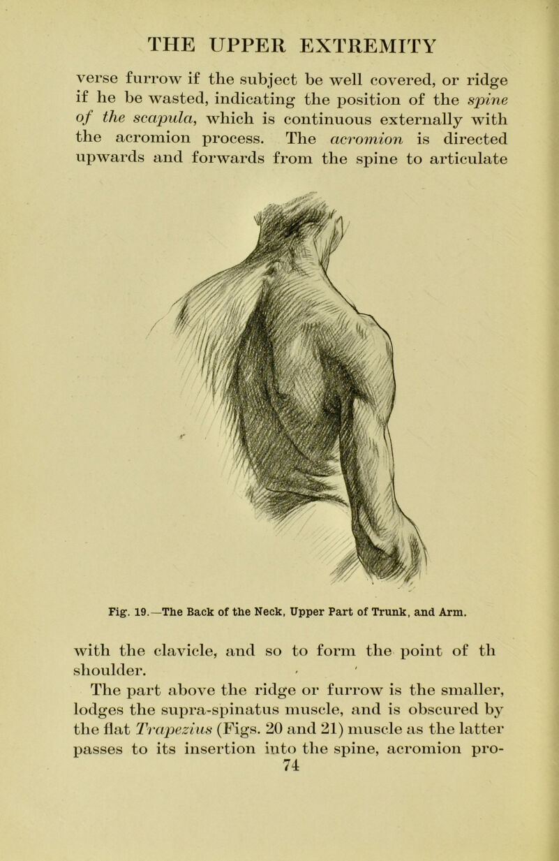 verse furrow if the subject be well covered, or ridge if he be wasted, indicating the position of the spine of the scapula, which is continuous externally with the acromion process. The acromion is directed upwards and forwards from the spine to articulate Fig1. 19.—The Back of the Neck, Upper Part of Trunk, and Arm. with the clavicle, and so to form the point of th shoulder. The part above the ridge or furrow is the smaller, lodges the supra-spinatus muscle, and is obscured by the flat Trapezius (Figs. 20 and 21) muscle as the latter passes to its insertion into the spine, acromion pro-