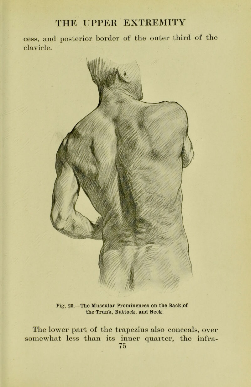 cess, and posterior border of the outer third of the clavicle. Fig. 20.—The Muscular Prominences on the Backlof the Trunk, Buttock, and Neck. The lower part of the trapezius also conceals, over somewhat less than its inner quarter, the infra-