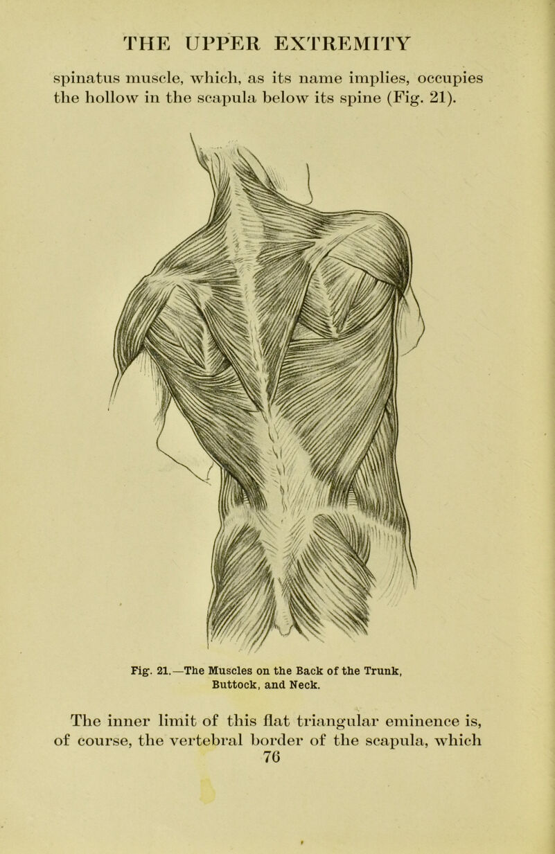 spinatus muscle, which, as its name implies, occupies the hollow in the scapula below its spine (Fig. 21). Fig. 21.—The Muscles on the Back of the Trunk, Buttock, and Neck. *V The inner limit of this flat triangular eminence is, of course, the vertebral border of the scapula, which