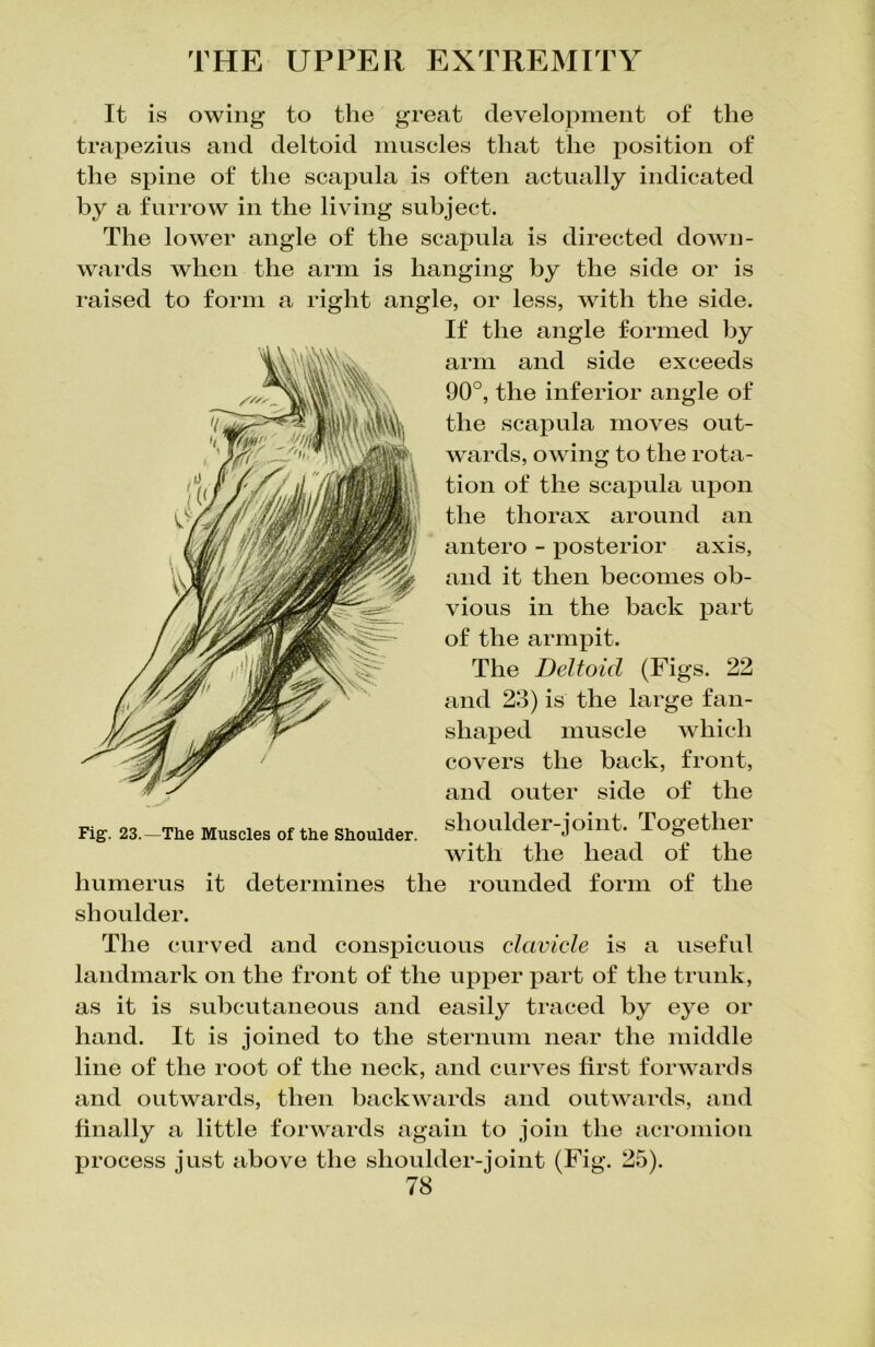 It is owing to the great development of the trapezius and deltoid muscles that the position of the spine of the scapula is often actually indicated by a furrow in the living subject. The lower angle of the scapula is directed down- wards when the arm is hanging by the side or is raised to form a right angle, or less, with the side. If the angle formed by arm and side exceeds 90°, the inferior angle of the scapula moves out- wards, owing to the rota- tion of the scapula upon the thorax around an antero - posterior axis, and it then becomes ob- vious in the back part of the armpit. The Deltoid (Figs. 22 and 23) is the large fan- shaped muscle which covers the back, front, and outer side of the Fig. 23.—The Muscles of the Shoulder, shoulder-joint. Together with the head of the humerus it determines the rounded form of the shoulder. The curved and conspicuous clavicle is a useful landmark on the front of the upper part of the trunk, as it is subcutaneous and easily traced by eye or hand. It is joined to the sternum near the middle line of the root of the neck, and curves first forwards and outwards, then backwards and outwards, and finally a little forwards again to join the acromion process just above the shoulder-joint (Fig. 25).