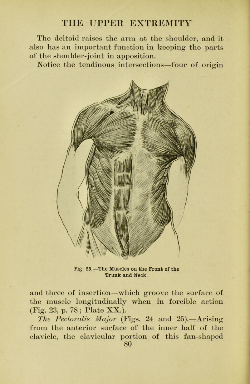 The deltoid raises the arm at the shoulder, and it also has an important function in keeping the parts of the shoulder-joint in apposition. Notice the tendinous intersections—four of origin Fig. 25.—The Muscles on the Front of the Trunk and Neck. and three of insertion—which groove the surface of the muscle longitudinally when in forcible action (Fig. 23, p. 78; Plate XX.). The Pectoralis Major (Figs. 24 and 25).—Arising from the anterior surface of the inner half of the clavicle, the clavicular portion of this fan-shaped