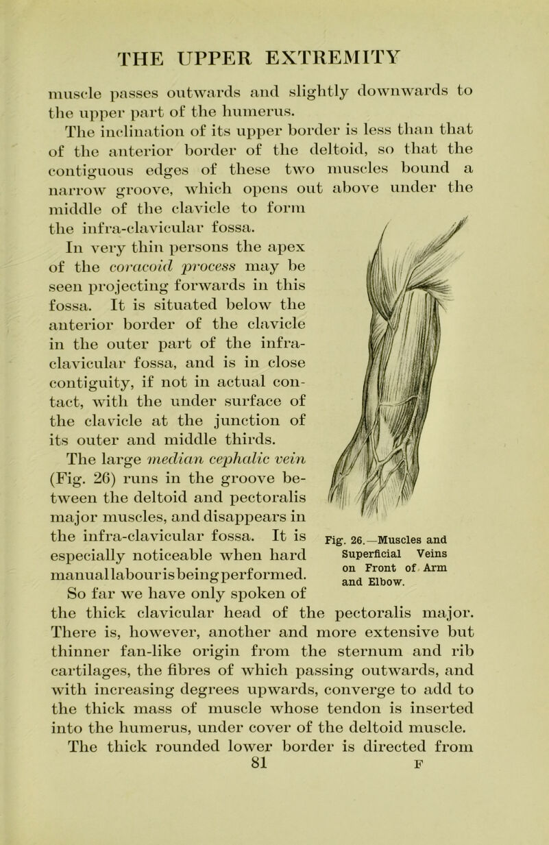 muscle passes outwards and slightly downwards to the upper part of the humerus. The inclination of its upper border is less than that of the anterior border of the deltoid, so that the contiguous edges of these two muscles hound a narrow groove, which opens out above under the middle of the clavicle to form the infra-clavicular fossa. In very thin persons the apex of the coracoid process may be seen projecting forwards in this fossa. It is situated below the anterior border of the clavicle in the outer part of the infra- clavicular fossa, and is in close contiguity, if not in actual con- tact, with the under surface of the clavicle at the junction of its outer and middle thirds. The large median cephalic vein (Fig. 26) runs in the groove be- tween the deltoid and pectoralis major muscles, and disappears in the infra-clavicular fossa. It is especially noticeable when hard manual labour is being performed. So far we have only spoken of the thick clavicular head of the pectoralis major. There is, however, another and more extensive but thinner fan-like origin from the sternum and rib cartilages, the fibres of which passing outwards, and with increasing degrees upwards, converge to add to the thick mass of muscle whose tendon is inserted into the humerus, under cover of the deltoid muscle. The thick rounded lower border is directed from 81 F Fig. 26.—Muscles and Superficial Veins on Front of Arm and Elbow.