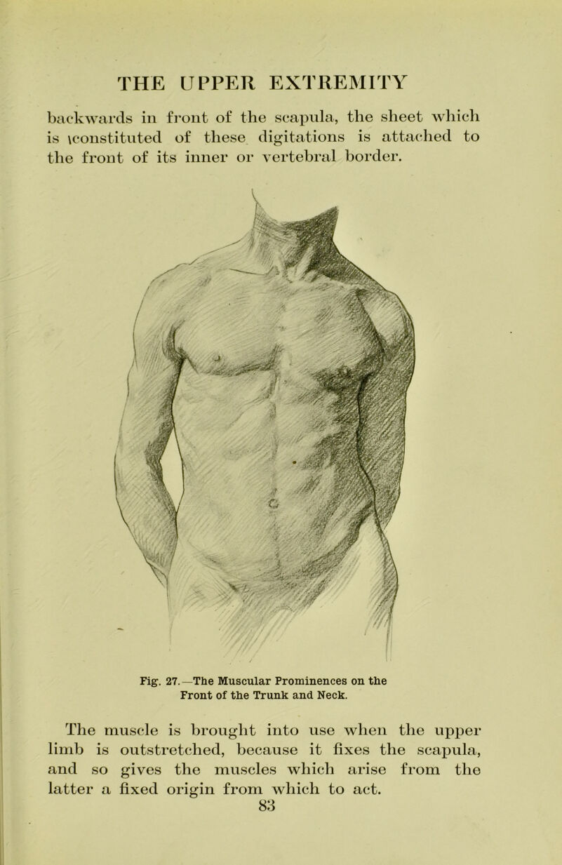 backwards in front of the scapula, the sheet which is \constituted of these digitations is attached to the front of its inner or vertebral border. Fig. 27.—The Muscular Prominences on the Front of the Trunk and Neck. The muscle is brought into use when the upper limb is outstretched, because it fixes the scapula, and so gives the muscles which arise from the latter a fixed origin from which to act.