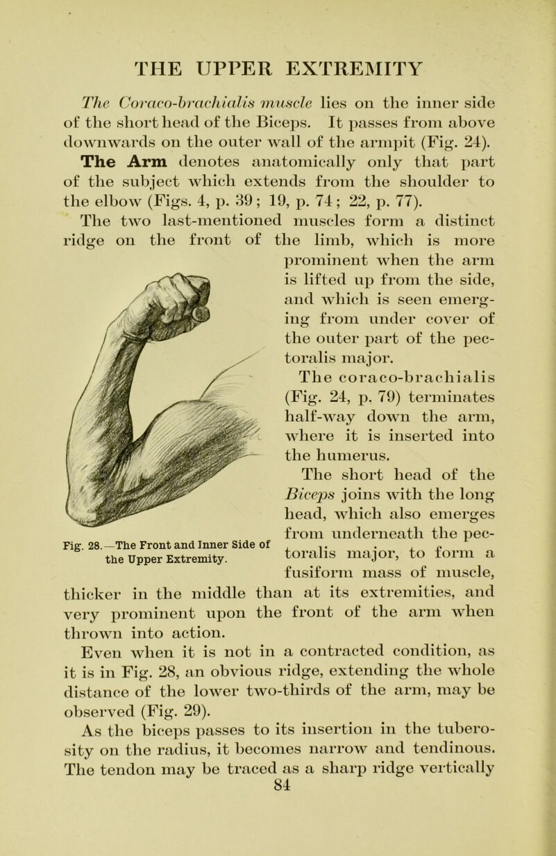 The Coraco-brachialis muscle lies on the inner side of the short head of the Biceps. It passes from above downwards on the outer wall of the armpit (Fig. 24). The Arm denotes anatomically only that jmrt of the subject which extends from the shoulder to the elbow (Figs. 4, p. 39; 19, p. 74; 22, x^. 77). The two last-mentioned muscles form a distinct ridge on the front of the limb, which is more X^rominent when the arm is lifted up from the side, and which is seen emerg- ing from under cover of the outer part of the x^ec- toralis major. Th e coraco-brachialis (Fig. 24, x^- 79) terminates half-w^ay down the arm, where it is inserted into the humerus. The short head of the Biceps joins with the long head, which also emerges from underneath the x^ec- toralis major, to form a fusiform mass of muscle, thicker in the middle than at its extremities, and very prominent upon the front of the arm when thrown into action. Even when it is not in a contracted condition, as it is in Fig. 28, an obvious ridge, extending the whole distance of the lower two-thirds of the arm, may be observed (Fig. 29). As the biceps x>asses to its insertion in the tubero- sity on the radius, it becomes narrow and tendinous. The tendon may be traced as a sharp ridge vertically 84 Fig. 28.—The Front and Inner Side of the Upper Extremity.