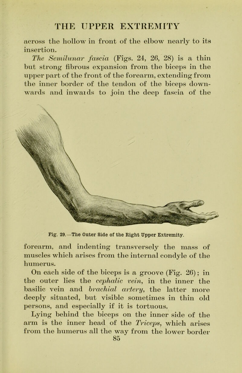 across the hollow in front of the elbow nearly to its insertion. The Semilunar fascia (Figs. 24, 26, 28) is a thin bnt strong fibrous expansion from the biceps in the upper part of the front of the forearm, extending from the inner border of the tendon of the biceps down- wards and inwaids to join the deep fascia of the Fig1. 29.—The Outer Side of the Right Upper Extremity. forearm, and indenting transversely the mass of muscles which arises from the internal condyle of the humerus. On each side of the biceps is a groove (Fig. 26); in the outer lies the cephalic vein, in the inner the basilic vein and brachial artery, the latter more deeply situated, but visible sometimes in thin old persons, and especially if it is tortuous. Lying behind the biceps on the inner side of the arm is the inner head of the Triceps, which arises from the humerus all the way from the lower border