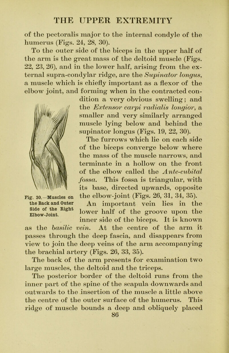 of the pectoralis major to the internal condyle of the humerus (Figs. 24, 28, 30). To the outer side of the biceps in the upper half of the arm is the great mass of the deltoid muscle (Figs. 22, 23, 26), and in the lower half, arising from the ex- ternal supra-condylar ridge, are the Supinator longus, a muscle which is chiefly important as a flexor of the elbow joint, and forming when in the contracted con- dition a very obvious swelling; and the Extensor carpi radialis longior, a smaller and very similarly arranged muscle lying below and behind the supinator longus (Figs. 19, 22, 30). The furrows which lie on each side of the biceps converge below where the mass of the muscle narrows, and terminate in a hollow on the front of the elbow called the Ante-cubital fossa. This fossa is triangular, with its base, directed upwards, opposite Fig. 30.-Muscles on the elbow-joint (Figs. 26, 31, 34, 35). the Back and outer An important vein lies in the Elbow-Joint.KlSht lower half of t,ie groove upon the inner side of the biceps. It is known as the basilic vein. At the centre of the arm it passes through the deep fascia, and disappears from view to join the deep veins of the arm accompanying the brachial artery (Figs. 26, 33, 35). The back of the arm presents for examination two large muscles, the deltoid and the triceps. The j>osterior border of the deltoid runs from the inner part of the spine of the scapula downwards and outwards to the insertion of the muscle a little above the centre of the outer surface of the humerus. This ridge of muscle bounds a deep and obliquely placed
