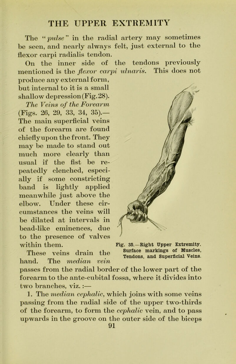The “ pulse ” in the radial artery may sometimes be seen, and nearly always felt, just external to the flexor carpi radialis tendon. On the inner side of the tendons previously mentioned is the flexor ecivpi ulnavis. This does not produce any external form, but internal to it is a small shallow depression (Fig. 28). The Veins of the Forearm (Figs. 26, 29,‘33, 34, 35).— The main superficial veins of the forearm are found chiefly upon the front. They may be made to stand out much more clearly than usual if the fist be re- peatedly clenched, especi- ally if some constricting band is lightly applied meanwhile just above the elbow. Under these cir- cumstances the veins will be dilated at intervals in bead-like eminences, due to the presence of valves within them. These veins drain the hand. The median vein passes from the radial border of the lower part of the forearm to the ante-cubital fossa, where it divides into two branches, viz. :— 1. The median cephalic, which joins with some veins passing from the radial side of the upper two-thirds of the forearm, to form the cephalic vein, and to pass upwards in the groove on the outer side of the biceps Fig1. 35.—Right Upper Extremity. Surface markings of Muscles, Tendons, and Superficial Veins.