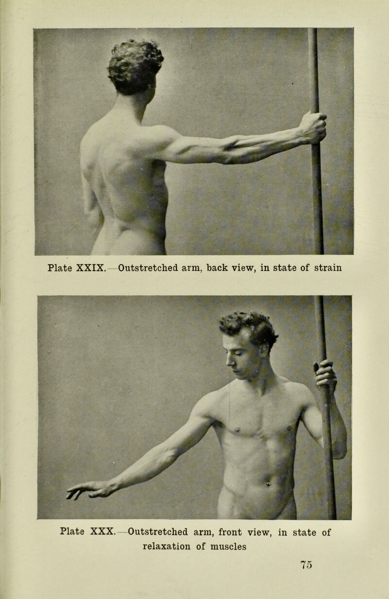 mRi mn Plate XXIX. Outstretched arm, hack view, in state of strain Plate XXX.—Outstretched arm, front view, in state of relaxation of muscles