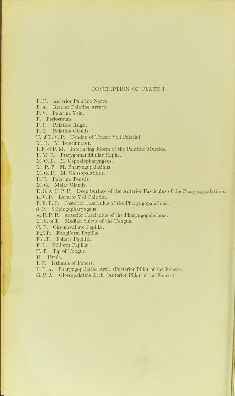 DESCRIPTION OF PLATE I P. N. Anterior Palatine Nerve. P. A. Greater Palatine Artery. P. V. Palatine Vein. P. Periosteum. P. R. Palatine Rugae. P. G. Palatine Glands. T. of T. V. P. Tendon of Tensor Veli Palatini. M. B. M. Buccinnator. I. F. of P. M. Interlacing Fibers of the Palatine Muscles. P. M. R. Pterygomandibular Raphe. M. C. P. M. Cephalopharyngeus. M. P. P. M. Pharyngopalatinus. M.G.P. M. Glossopalatinus. P. T. Palatine Tonsils. M. G. Molar Glands. D. S. A. F. P. P. Deep Surface of the Anterior Fasciculus of the PharjTigopalatiiius. L. V. P. Levator Veli Palatini. P. F. P. P. Posterior Fasciculus of the Pharyngopalatinus. S. P. Salpingopharyngeus. A. F. P. P. Anterior Fasciculus of the Pharyngopalatinus. M. S. of T. Median Sulcus of the Tongue. C. P. Circumvallate Papillaj. Fgf. P. Fungiform Papillte. Fob P. Foliate Papillse. F. P. Filiform PapilljE. T. T. Tip of Tongue. U. Uvula. I. F. Isthmus of Fauces. P. P. A. Pharyngopalatine Arch (Posterior Pillar of the Fauces). G. P. A. Glossopalatine Arch (Anterior Pillar of the Fauces).
