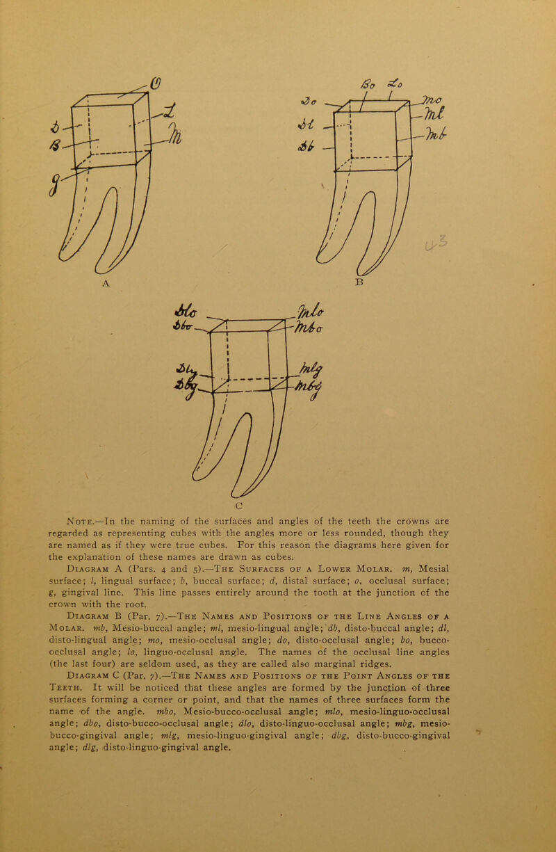 Note.—In the naming of the surfaces and angles of the teeth the crowns are regarded as representing cubes with the angles more or less rounded, though they are named as if they were true cubes. For this reason the diagrams here given for the explanation of these names are drawn as cubes. Diagram A (Pars. 4 and 5).—The Surfaces of a Lower Molar, m, Mesial surface; I, lingual surface; b, buccal surface; d, distal surface; 0, occlusal surface; g, gingival line. This line passes entirely around the tooth at the junction of the crown with the root. Diagram B (Par. 7).—The Names and Positions of the Line Angles of a Molar, mb, Mesio-buccal angle; ml, mesio-lingual angle; db, disto-buccal angle; dl, disto-lingual angle; mo, mesio-occlusal angle; do, disto-occlusal angle; bo, bucco- occlusal angle; lo, linguo-occlusal angle. The names of the occlusal line angles (the last four) are seldom used, as they are called also marginal ridges. Diagram C (Par. 7).—The Names and Positions of the Point Angles of the Teeth. It will be noticed that these angles are formed by the junction of three surfaces forming a corner or point, and that the names of three surfaces form the name of the angle, mbo, Mesio-bucco-occlusal angle; mlo, mesio-linguo-occlusal angle; dbo, disto-bucco-occlusal angle; dlo, disto-linguo-occlusal angle; mbg, mesio- bucco-gingival angle; vilg, mesio-linguo-gingival angle; dbg, disto-bucco-gingival angle; dig, disto-linguo-gingival angle.