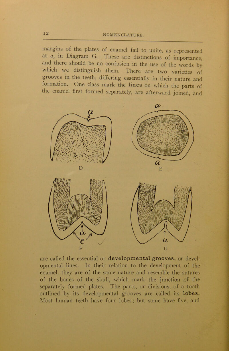 margins of the plates of enamel fail to unite, as represented at ci} in Diagram G. These are distinctions of importance, and there should be no confusion in the use of the words by which we distinguish them. There are two varieties of grooves in the teeth, differing essentially in their nature and formation. One class mark the lines on which the parts of the enamel first formed separately, are afterward joined, and co are called the essential or developmental grooves, or devel- opmental lines. In their relation to the development of the enamel, they are of the same nature and resemble the sutures of the bones of the skull, which mark the junction of the separately formed plates. The parts, or divisions, of a tooth outlined by its developmental grooves are called its lobes. Most human teeth have four lobes; but some have five, and