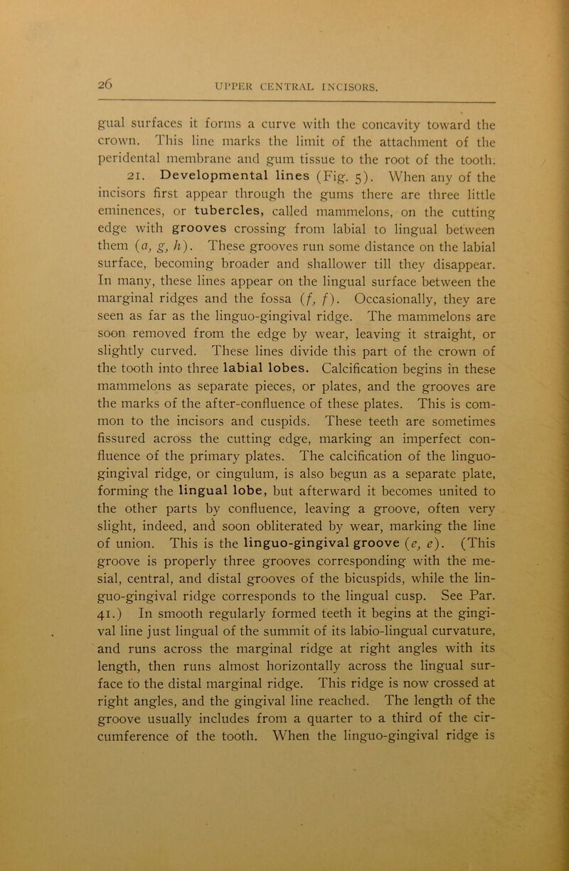 gual surfaces it forms a curve with the concavity toward the crown. This line marks the limit of the attachment of the peridental membrane and gum tissue to the root of the tooth. 21. Developmental lines (Fig. 5). When any of the incisors first appear through the gums there are three little eminences, or tubercles, called mammelons, on the cutting edge with grooves crossing from labial to lingual between them {a, li). These grooves run some distance on the labial surface, becoming broader and shallower till they disappear. In many, these lines appear on the lingual surface between the marginal ridges and the fossa (f, f). Occasionally, they are seen as far as the linguo-gingival ridge. The mammelons are soon removed from the edge by wear, leaving it straight, or slightly curved. These lines divide this part of the crown of the tooth into three labial lobes. Calcification begins in these mammelons as separate pieces, or plates, and the grooves are the marks of the after-confluence of these plates. This is com- mon to the incisors and cuspids. These teeth are sometimes fissured across the cutting edge, marking an imperfect con- fluence of the primary plates. The calcification of the linguo- gingival ridge, or cingulum, is also begun as a separate plate, forming the lingual lobe, but afterward it becomes united to the other parts by confluence, leaving a groove, often very slight, indeed, and soon obliterated by wear, marking the line of union. This is the linguo-gingival groove (e, e). (This groove is properly three grooves corresponding with the me- sial, central, and distal grooves of the bicuspids, while the lin- guo-gingival ridge corresponds to the lingual cusp. See Par. 41.) In smooth regularly formed teeth it begins at the gingi- val line just lingual of the summit of its labio-lingual curvature, and runs across the marginal ridge at right angles with its length, then runs almost horizontally across the lingual sur- face to the distal marginal ridge. This ridge is now crossed at right angles, and the gingival line reached. The length of the groove usually includes from a quarter to a third of the cir- cumference of the tooth. When the linguo-gingival ridge is