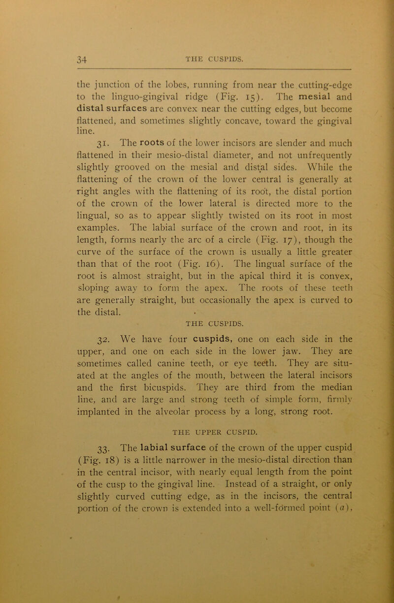 the junction of the lobes, running from near the cutting-edge to the linguo-gingival ridge (Fig. 15). The mesial and distal surfaces are convex near the cutting edges, but become flattened, and sometimes slightly concave, toward the gingival line. 31. The roots of the lower incisors are slender and much flattened in their mesio-distal diameter, and not unfrequently slightly grooved on the mesial and distal sides. While the flattening of the crown of the lower central is generally at right angles with the flattening of its root, the distal portion of the crown of the lower lateral is directed more to the lingual, so as to appear slightly twisted on its root in most examples. The labial surface of the crown and root, in its length, forms nearly the arc of a circle (Fig. 17), though the curve of the surface of the crown is usually a little greater than that of the root (Fig. 16). The lingual surface of the root is almost straight, but in the apical third it is convex, sloping away to form the apex. The roots of these teeth are generally straight, but occasionally the apex is curved to the distal. THE CUSPIDS. 32. We have four cuspids, one on each side in the upper, and one on each side in the lower jaw. They are sometimes called canine teeth, or eye teeth. They are situ- ated at the angles of the mouth, between the lateral incisors and the first bicuspids. They are third from the median line, and are large and strong teeth of simple form, firmly implanted in the alveolar process by a long, strong root. THE UPPER CUSPID. 33. The labial surface of the crown of the upper cuspid (Fig. 18) is a little narrower in the mesio-distal direction than in the central incisor, with nearly equal length from the point of the cusp to the gingival line. Instead of a straight, or only slightly curved cutting edge, as in the incisors, the central portion of the crown is extended into a well-formed point (a),