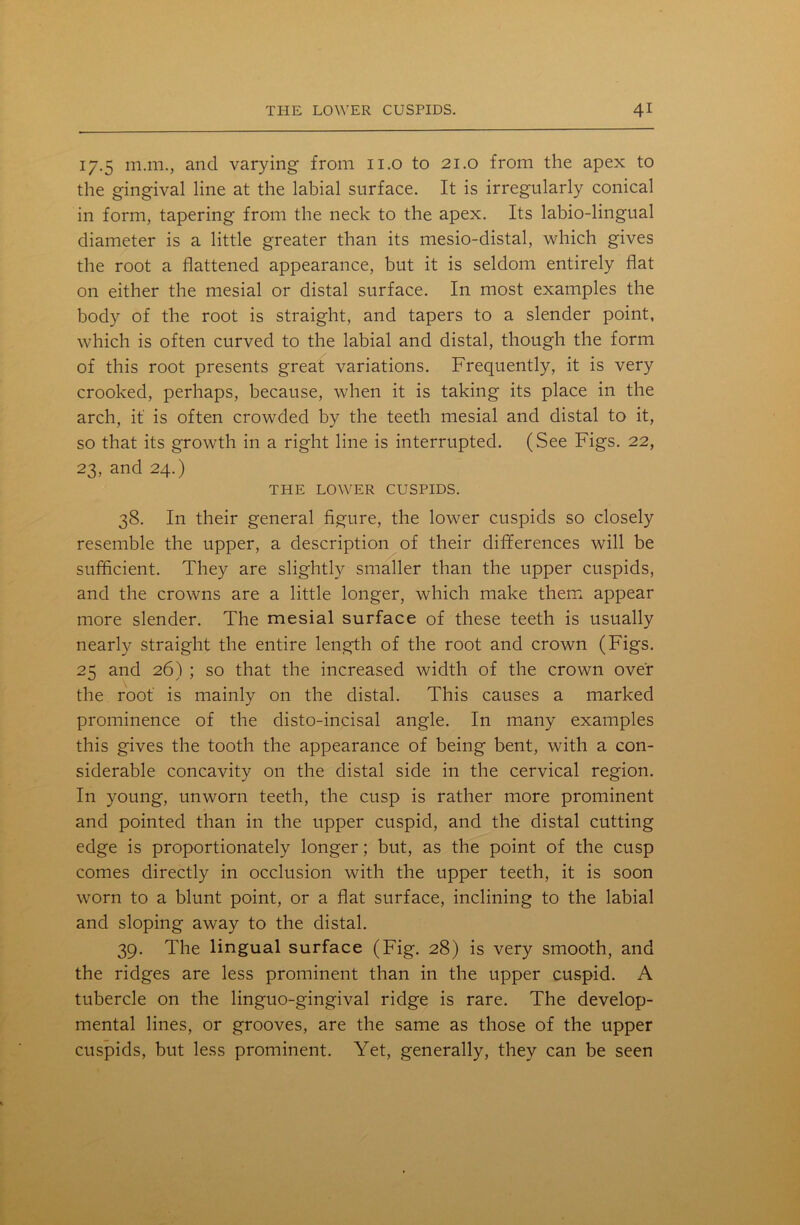 17.5 m.m., and varying from 11.0 to 21.0 from the apex to the gingival line at the labial surface. It is irregularly conical in form, tapering from the neck to the apex. Its labio-lingual diameter is a little greater than its mesio-distal, which gives the root a flattened appearance, but it is seldom entirely flat on either the mesial or distal surface. In most examples the body of the root is straight, and tapers to a slender point, which is often curved to the labial and distal, though the form of this root presents great variations. Frequently, it is very crooked, perhaps, because, when it is taking its place in the arch, it is often crowded by the teeth mesial and distal to it, so that its growth in a right line is interrupted. (See Figs. 22, 23, and 24.) THE LOWER CUSPIDS. 38. In their general figure, the lower cuspids so closely resemble the upper, a description of their differences will be sufficient. They are slightly smaller than the upper cuspids, and the crowns are a little longer, which make them appear more slender. The mesial surface of these teeth is usually nearly straight the entire length of the root and crown (Figs. 25 and 26) ; so that the increased width of the crown over the root is mainly on the distal. This causes a marked prominence of the disto-incisal angle. In many examples this gives the tooth the appearance of being bent, with a con- siderable concavity on the distal side in the cervical region. In young, unworn teeth, the cusp is rather more prominent and pointed than in the upper cuspid, and the distal cutting edge is proportionately longer; but, as the point of the cusp comes directly in occlusion with the upper teeth, it is soon worn to a blunt point, or a flat surface, inclining to the labial and sloping away to the distal. 39. The lingual surface (Fig. 28) is very smooth, and the ridges are less prominent than in the upper cuspid. A tubercle on the linguo-gingival ridge is rare. The develop- mental lines, or grooves, are the same as those of the upper cuspids, but less prominent. Yet, generally, they can be seen