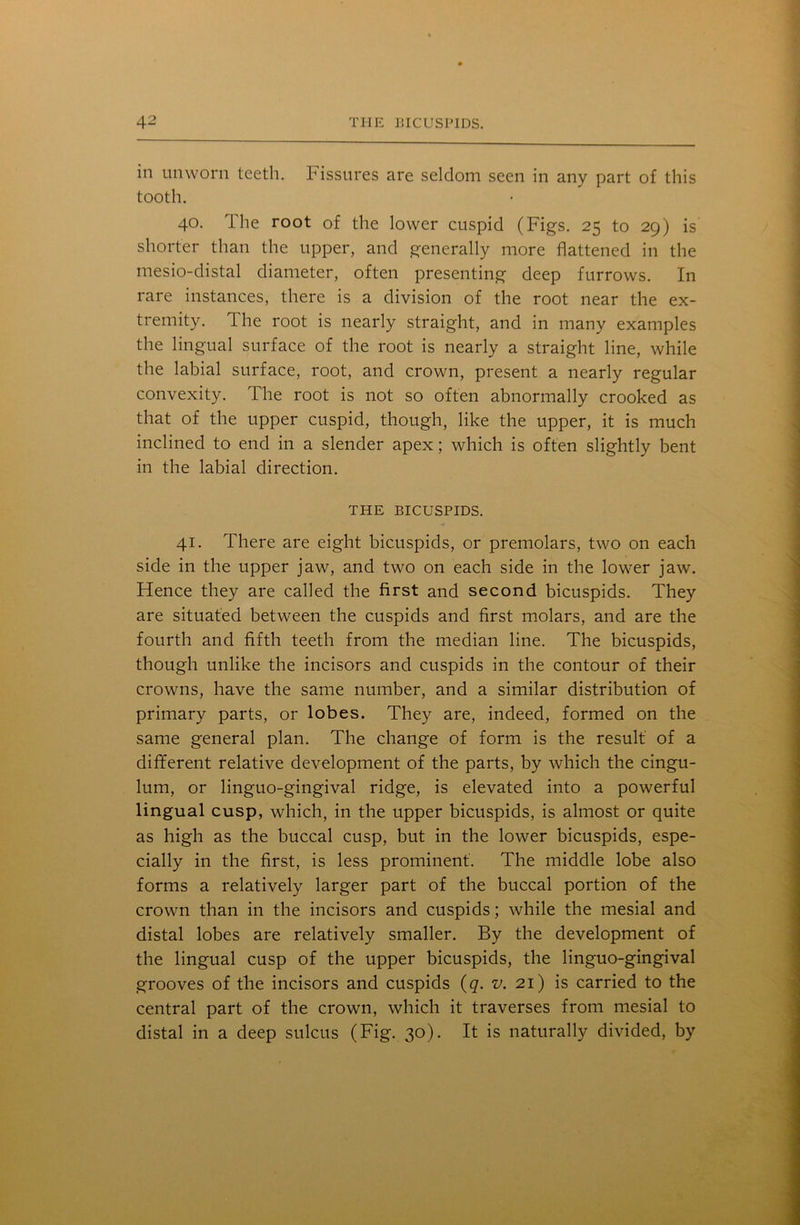 in unworn teeth. Fissures are seldom seen in any part of this tooth. 40. The root of the lower cuspid (Figs. 25 to 29) is shorter than the upper, and generally more flattened in the mesio-distal diameter, often presenting deep furrows. In rare instances, there is a division of the root near the ex- tremity. The root is nearly straight, and in many examples the lingual surface of the root is nearly a straight line, while the labial surface, root, and crown, present a nearly regular convexity. The root is not so often abnormally crooked as that of the upper cuspid, though, like the upper, it is much inclined to end in a slender apex; which is often slightly bent in the labial direction. THE BICUSPIDS. 41. There are eight bicuspids, or premolars, two on each side in the upper jaw, and two on each side in the lower jaw. Hence they are called the first and second bicuspids. They are situated between the cuspids and first molars, and are the fourth and fifth teeth from the median line. The bicuspids, though unlike the incisors and cuspids in the contour of their crowns, have the same number, and a similar distribution of primary parts, or lobes. They are, indeed, formed on the same general plan. The change of form is the result of a different relative development of the parts, by which the cingu- lum, or linguo-gingival ridge, is elevated into a powerful lingual cusp, which, in the upper bicuspids, is almost or quite as high as the buccal cusp, but in the lower bicuspids, espe- cially in the first, is less prominent'. The middle lobe also forms a relatively larger part of the buccal portion of the crown than in the incisors and cuspids; while the mesial and distal lobes are relatively smaller. By the development of the lingual cusp of the upper bicuspids, the linguo-gingival grooves of the incisors and cuspids (q. v. 21) is carried to the central part of the crown, which it traverses from mesial to distal in a deep sulcus (Fig. 30). It is naturally divided, by