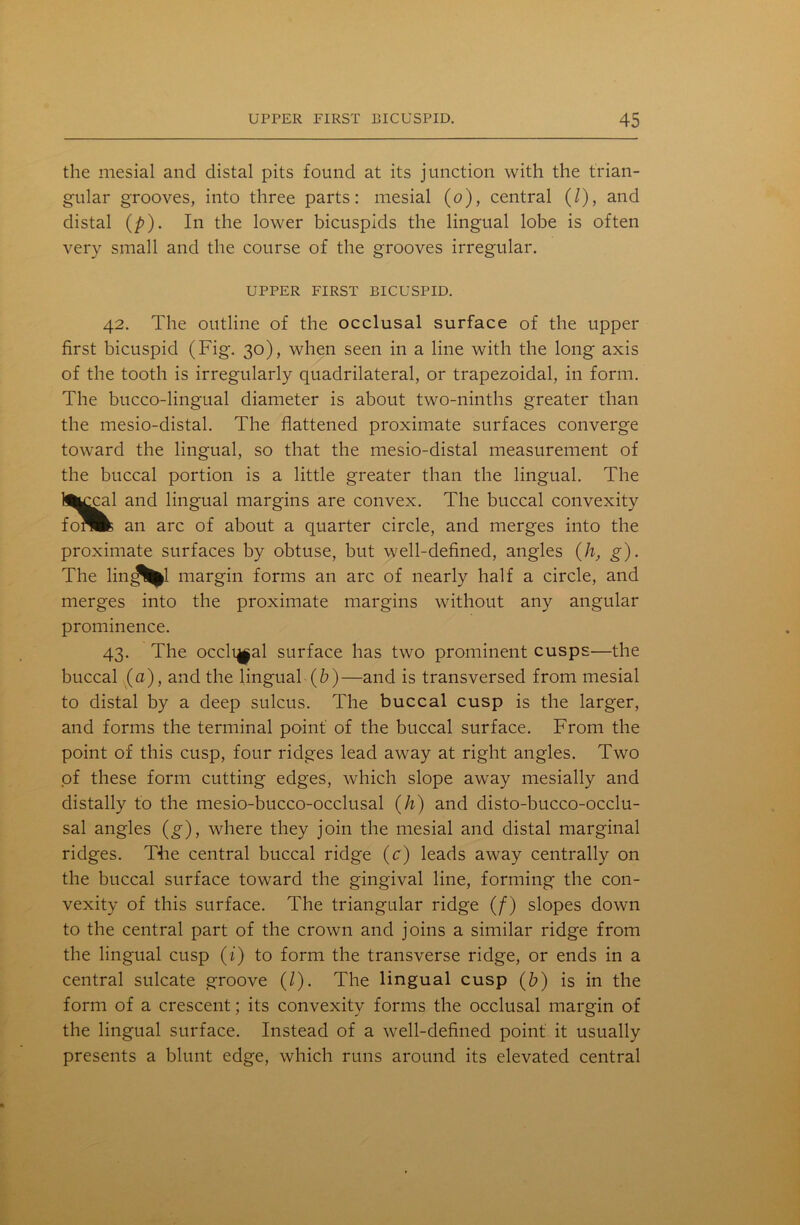 the mesial and distal pits found at its junction with the trian- gular grooves, into three parts: mesial (o), central (/), and distal (/>). In the lower bicuspids the lingual lobe is often very small and the course of the grooves irregular. UPPER FIRST BICUSPID. 42. The outline of the occlusal surface of the upper first bicuspid (Fig. 30), when seen in a line with the long axis of the tooth is irregularly quadrilateral, or trapezoidal, in form. The bucco-lingual diameter is about two-ninths greater than the mesio-distal. The flattened proximate surfaces converge toward the lingual, so that the mesio-distal measurement of the buccal portion is a little greater than the lingual. The fe^cal and lingual margins are convex. The buccal convexity fonfc an arc of about a quarter circle, and merges into the proximate surfaces by obtuse, but well-defined, angles (h, g). The lin^^l margin forms an arc of nearly half a circle, and merges into the proximate margins without any angular prominence. 43. The occli^al surface has two prominent cusps—the buccal (a), and the lingual (b)—and is transversed from mesial to distal by a deep sulcus. The buccal cusp is the larger, and forms the terminal point of the buccal surface. From the point of this cusp, four ridges lead away at right angles. Two of these form cutting edges, which slope away mesially and distally to the mesio-bucco-occlusal (h) and disto-bucco-occlu- sal angles (g), where they join the mesial and distal marginal ridges. The central buccal ridge (c) leads away centrally on the buccal surface toward the gingival line, forming the con- vexity of this surface. The triangular ridge (/) slopes down to the central part of the crown and joins a similar ridge from the lingual cusp (i) to form the transverse ridge, or ends in a central sulcate groove (/). The lingual cusp (b) is in the form of a crescent; its convexity forms the occlusal margin of the lingual surface. Instead of a well-defined point it usually presents a blunt edge, which runs around its elevated central