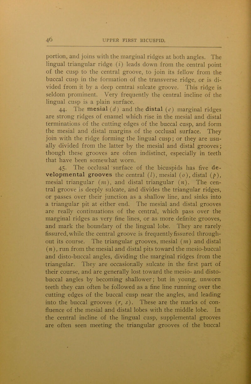 portion, and joins with the marginal ridges at both angles. The lingual triangular ridge (i) leads down from the central point of the cusp to the central groove, to join its fellow from the buccal cusp in the formation of the transverse ridge, or is di- vided from it by a deep central sulcate groove. This ridge is seldom prominent. Very frequently the central incline of the lingual cusp is a plain surface. 44. The mesial (d) and the distal (e) marginal ridges are strong ridges of enamel which rise in the mesial and distal terminations of the cutting edges of the buccal cusp, and form the mesial and distal margins of the occlusal surface. They join with the ridge forming the lingual cusp; or they are usu- ally divided from the latter by the mesial and distal grooves; though these grooves are often indistinct, especially in teeth that have been somewhat worn. 45. The occlusal surface of the bicuspids has five de- velopmental grooves the central (/), mesial (0), distal (p), mesial triangular (in), and distal triangular (n). The cen- tral groove is deeply sulcate, and divides the triangular ridges, or passes over their junction as a shallow line, and sinks into a triangular pit at either end. The mesial and distal grooves are really continuations of the central, which pass over the marginal ridges as very fine lines, or as more definite grooves, and mark the boundary of the lingual lobe. They are rarely fissured, while the central groove is frequently fissured through- out its course. The triangular grooves, mesial (m) and distal (n), run from the mesial and distal pits toward the mesio-buccal and disto-buccal angles, dividing the marginal ridges from the triangular. They are occasionally sulcate in the first part of their course, and are generally lost toward the mesio- and disto- buccal angles by becoming shallower; but in young, unworn teeth they can often be followed as a fine line running over the cutting edges of the buccal cusp near the angles, and leading into the buccal grooves (r, s). These are the marks of con- fluence of the mesial and distal lobes with the middle lobe. In the central incline of the lingual cusp, supplemental grooves are often seen meeting the triangular grooves of the buccal
