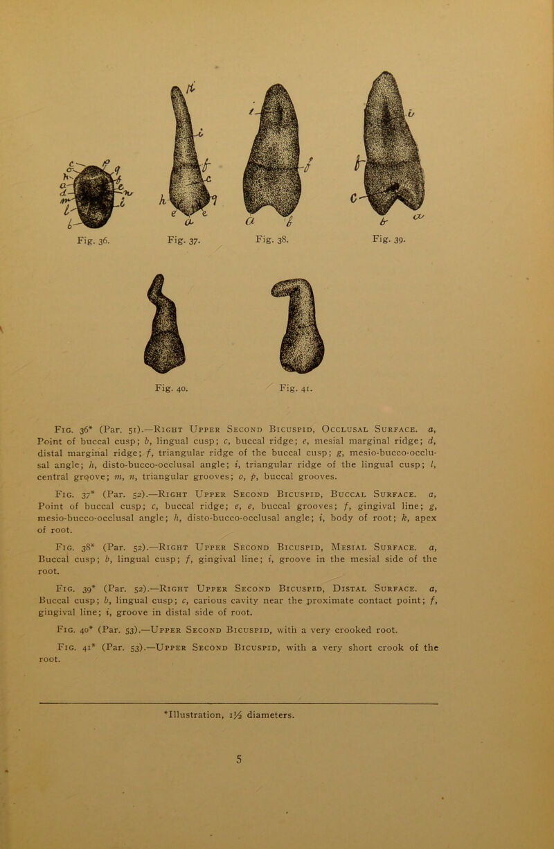 a- Fig. 40. Fig. 41. Fig. 36* (Par. 51).—Right Upper Second Bicuspid, Occlusal Surface, a, Point of buccal cusp; b, lingual cusp; c, buccal ridge; e, mesial marginal ridge; d, distal marginal ridge; f, triangular ridge of the buccal cusp; g, mesio-bucco-occlu- sal angle; h, disto-bucco-occlusal angle; i, triangular ridge of the lingual cusp; /, central grpove; m, n, triangular grooves; 0, p, buccal grooves. Fig. 37* (Par. 52).—Right Upper Second Bicuspid, Buccal Surface, a, Point of buccal cusp; c, buccal ridge; e, e, buccal grooves; f, gingival line; g, mesio-bucco-occlusal angle; h, disto-bucco-occlusal angle; i, body of root; k, apex of root. Fig. 3S* (Par. 52).—Right Upper Second Bicuspid, Mesial Surface, a, Buccal cusp; b, lingual cusp; f, gingival line; i, groove in the mesial side of the root. Fig. 39* (Par. 52).—Right Upper Second Bicuspid, Distal Surface, a, Buccal cusp; b, lingual cusp; c, carious cavity near the proximate contact point; f, gingival line; i, groove in distal side of root. Fig. 40* (Par. 53).—Upper Second Bicuspid, with a very crooked root. Fig. 41* (Par. 53).—Upper Second Bicuspid, with a very short crook of the root. *Ulustration, i}4 diameters. 5
