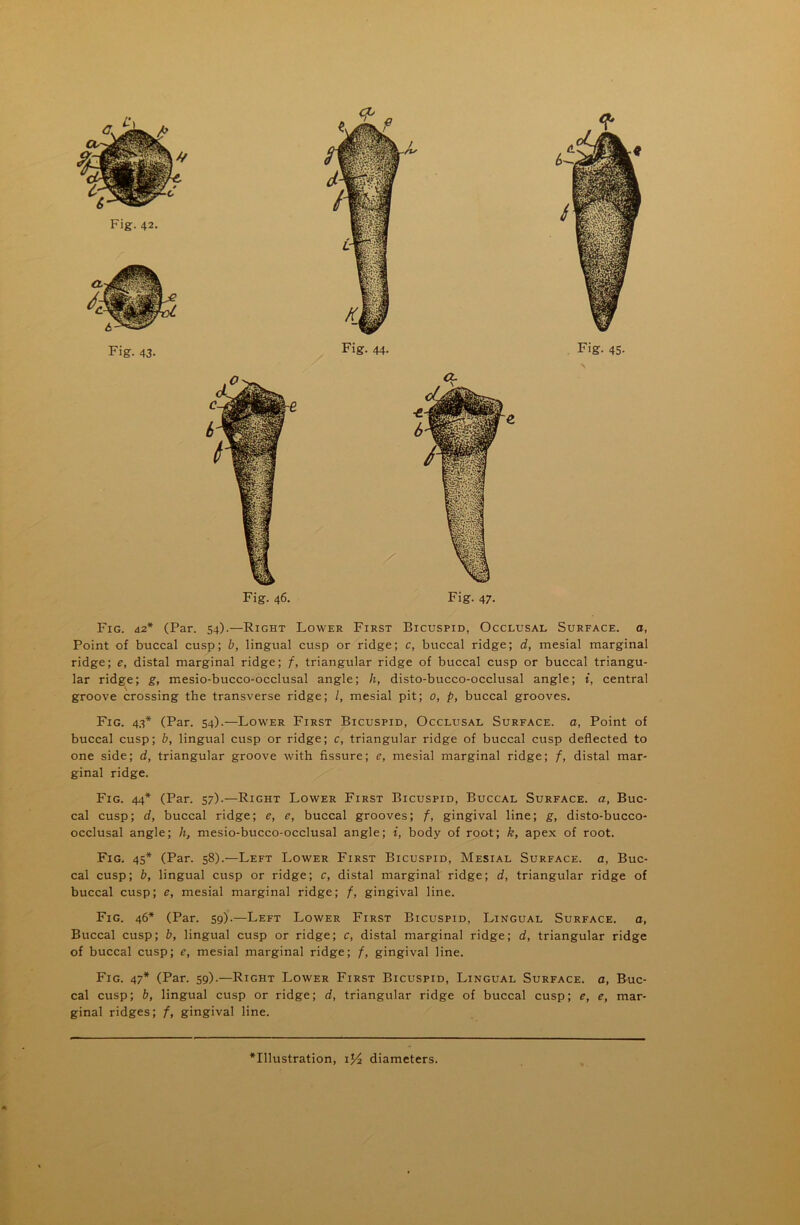 Fig. d2* (Par. 54).—Right Lower First Bicuspid, Occlusal Surface, a, Point of buccal cusp; b, lingual cusp or ridge; c, buccal ridge; d, mesial marginal ridge; e, distal marginal ridge; f, triangular ridge of buccal cusp or buccal triangu- lar ridge; g, mesio-bucco-occlusal angle; h, disto-bucco-occlusal angle; t, central groove crossing the transverse ridge; /, mesial pit; 0, p, buccal grooves. Fig. 43* (Par. 54).—Lower First Bicuspid, Occlusal Surface, a, Point of buccal cusp; b, lingual cusp or ridge; c, triangular ridge of buccal cusp deflected to one side; d, triangular groove with fissure; e, mesial marginal ridge; f, distal mar- ginal ridge. Fig. 44* (Par. 57).—Right Lower First Bicuspid, Buccal Surface, a, Buc- cal cusp; d, buccal ridge; e, e, buccal grooves; f, gingival line; g, disto-bucco- occlusal angle; h, mesio-bucco-occlusal angle; i, body of root; k, apex of root. Fig. 45* (Par. 58).—Left Lower First Bicuspid, Mesial Surface, a, Buc- cal cusp; b, lingual cusp or ridge; c, distal marginal ridge; d, triangular ridge of buccal cusp; e, mesial marginal ridge; f, gingival line. Fig. 46* (Par. 59).—Left Lower First Bicuspid, Lingual Surface, a, Buccal cusp; b, lingual cusp or ridge; c, distal marginal ridge; d, triangular ridge of buccal cusp; e, mesial marginal ridge; f, gingival line. Fig. 47* (Par. 59).—Right Lower First Bicuspid, Lingual Surface, a, Buc- cal cusp; b, lingual cusp or ridge; d, triangular ridge of buccal cusp; e, e, mar- ginal ridges; f, gingival line.