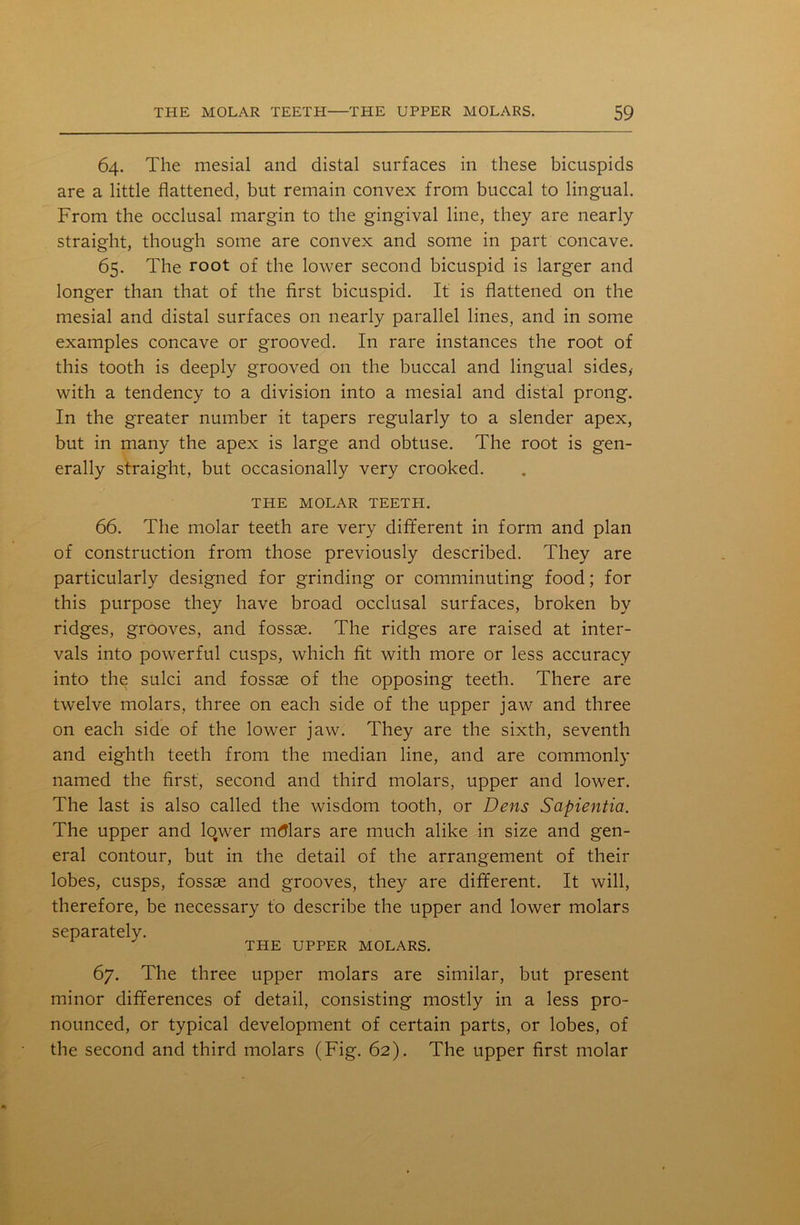 64. The mesial and distal surfaces in these bicuspids are a little flattened, but remain convex from buccal to lingual. From the occlusal margin to the gingival line, they are nearly straight, though some are convex and some in part concave. 65. The root of the lower second bicuspid is larger and longer than that of the first bicuspid. It is flattened on the mesial and distal surfaces on nearly parallel lines, and in some examples concave or grooved. In rare instances the root of this tooth is deeply grooved on the buccal and lingual sides,- with a tendency to a division into a mesial and distal prong. In the greater number it tapers regularly to a slender apex, but in many the apex is large and obtuse. The root is gen- erally straight, but occasionally very crooked. THE MOLAR TEETH. 66. The molar teeth are very different in form and plan of construction from those previously described. They are particularly designed for grinding or comminuting food; for this purpose they have broad occlusal surfaces, broken by ridges, grooves, and fossae. The ridges are raised at inter- vals into powerful cusps, which fit with more or less accuracy into the sulci and fossae of the opposing teeth. There are twelve molars, three on each side of the upper jaw and three on each side of the lower jaw. They are the sixth, seventh and eighth teeth from the median line, and are commonly named the first, second and third molars, upper and lower. The last is also called the wisdom tooth, or Dens Sapientia. The upper and lower mtflars are much alike in size and gen- eral contour, but in the detail of the arrangement of their lobes, cusps, fossae and grooves, they are different. It will, therefore, be necessary to describe the upper and lower molars separately. THE UPPER MOLARS. 67. The three upper molars are similar, but present minor differences of detail, consisting mostly in a less pro- nounced, or typical development of certain parts, or lobes, of the second and third molars (Fig. 62). The upper first molar