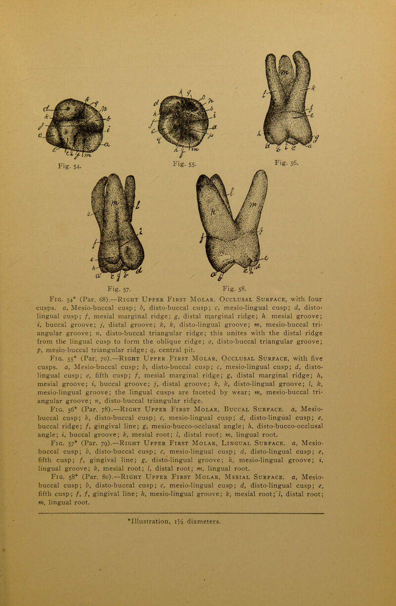 Fig. 54* (Par. 68).—Right Upper First Molar. Occlusal Surface, with four cusps, a, Mesio-buccal cusp; b, disto-buccal cusp; c, mesio-lingual cusp; d, disto- lingual cusp; f, mesial marginal ridge; g, distal marginal ridge; h. mesial groove; i, buccal groove; /, distal groove; k, k, disto-lingual groove; m, mesio-buccal tri- angular groove; n, disto-buccal triangular ridge; this unites with the distal ridge from the lingual cusp to form the oblique ridge; 0, disto-buccal triangular groove; p, mesio-buccal triangular ridge; q, central pit. Fig. 55* (Par. 70).—Right Upper First Molar, Occlusal Surface, with five cusps, a, Mesio-buccal cusp; b, disto-buccal cusp; c, mesio-lingual cusp; d, disto- lingual cusp; e, fifth cusp; f, mesial marginal ridge; g, distal marginal ridge; It, mesial groove; i, buccal groove; /, distal groove; k, k, disto-lingual groove; /, k, mesio-lingual groove; the lingual cusps are faceted by wear; m, mesio-buccal tri- angular groove; n, disto-buccal triangular ridge. Fig. 56* (Par. 78).—Right Upper First Molar, Buccal Surface, a, Mesio- buccal cusp; b, disto-buccal cusp; c, mesio-lingual cusp; d, disto-lingual cusp; e, buccal ridge; /, gingival line; g, mesio-bucco-occlusal angle; h, disto-bucco-occlusal angle; i, buccal groove; k, mesial root; l, distal root; m, lingual root. Fig. 57* (Par. 79).—Right Upper First Molar, Lingual Surface, a, Mesio- buccal cusp; b, disto-buccal cusp; c, mesio-lingual cusp; d, disto-lingual cusp; e, fifth cusp; f, gingival line; g, disto-lingual groove; h, mesio-lingual groove; t, lingual groove; k, mesial root; /, distal root; m, lingual root. Fig. 58* (Par. 80).—Right Upper First Molar, Mesial Surface, a, Mesio- buccal cusp; b, disto-buccal cusp; c, mesio-lingual cusp; d, disto-lingual cusp; e, fifth cusp; f, f, gingival line; h, mesio-lingual groove; k, mesial root;'!, distal root; w, lingual root. * *