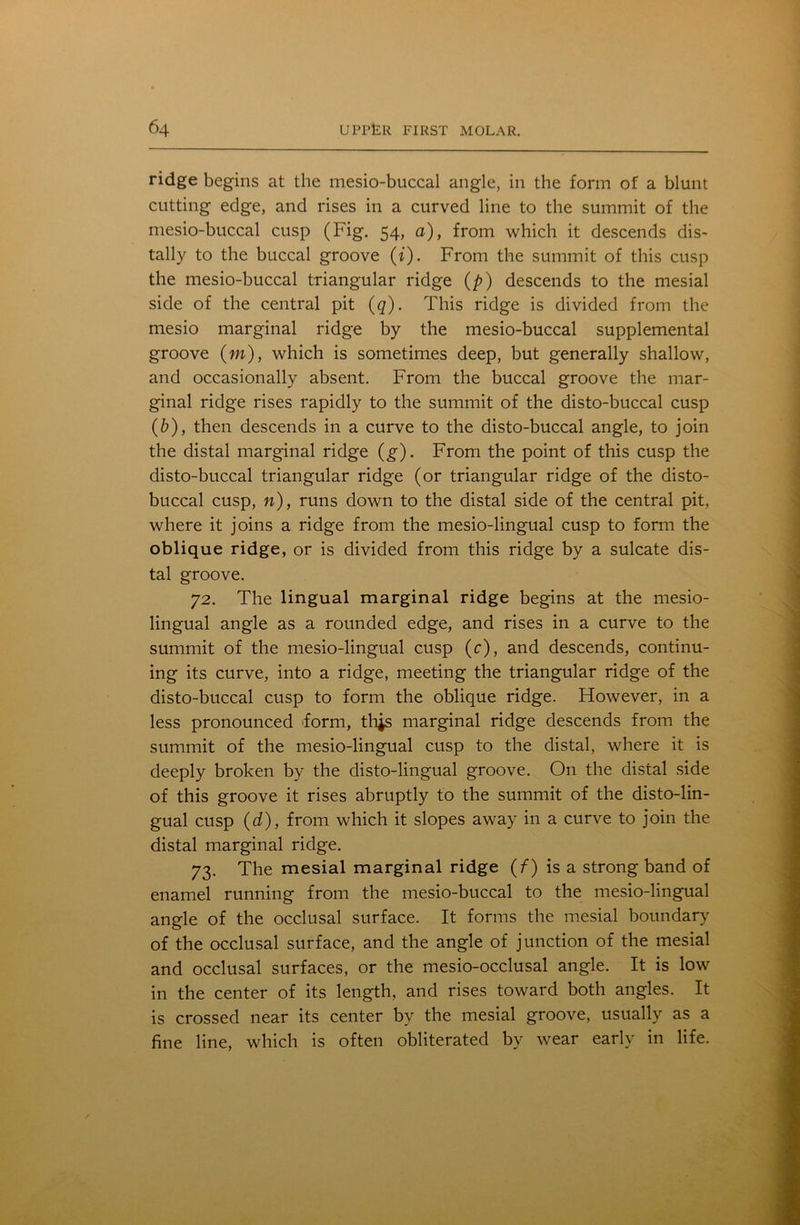ridge begins at the mesio-buccal angle, in the form of a blunt cutting edge, and rises in a curved line to the summit of the mesio-buccal cusp (Fig. 54, a), from which it descends dis- tally to the buccal groove (t). From the summit of this cusp the mesio-buccal triangular ridge (p) descends to the mesial side of the central pit (q). This ridge is divided from the mesio marginal ridge by the mesio-buccal supplemental groove (m), which is sometimes deep, but generally shallow, and occasionally absent. From the buccal groove the mar- ginal ridge rises rapidly to the summit of the disto-buccal cusp (b), then descends in a curve to the disto-buccal angle, to join the distal marginal ridge (g). From the point of this cusp the disto-buccal triangular ridge (or triangular ridge of the disto- buccal cusp, n), runs down to the distal side of the central pit, where it joins a ridge from the mesio-lingual cusp to form the oblique ridge, or is divided from this ridge by a sulcate dis- tal groove. 72. The lingual marginal ridge begins at the mesio- lingual angle as a rounded edge, and rises in a curve to the summit of the mesio-lingual cusp (c), and descends, continu- ing its curve, into a ridge, meeting the triangular ridge of the disto-buccal cusp to form the oblique ridge. However, in a less pronounced form, thjs marginal ridge descends from the summit of the mesio-lingual cusp to the distal, where it is deeply broken by the disto-lingual groove. On the distal side of this groove it rises abruptly to the summit of the disto-lin- gual cusp (d), from which it slopes away in a curve to join the distal marginal ridge. 73. The mesial marginal ridge (f) is a strong band of enamel running from the mesio-buccal to the mesio-lingual angle of the occlusal surface. It forms the mesial boundary of the occlusal surface, and the angle of junction of the mesial and occlusal surfaces, or the mesio-occlusal angle. It is low in the center of its length, and rises toward both angles. It is crossed near its center by the mesial groove, usually as a fine line, which is often obliterated by wear early in life.